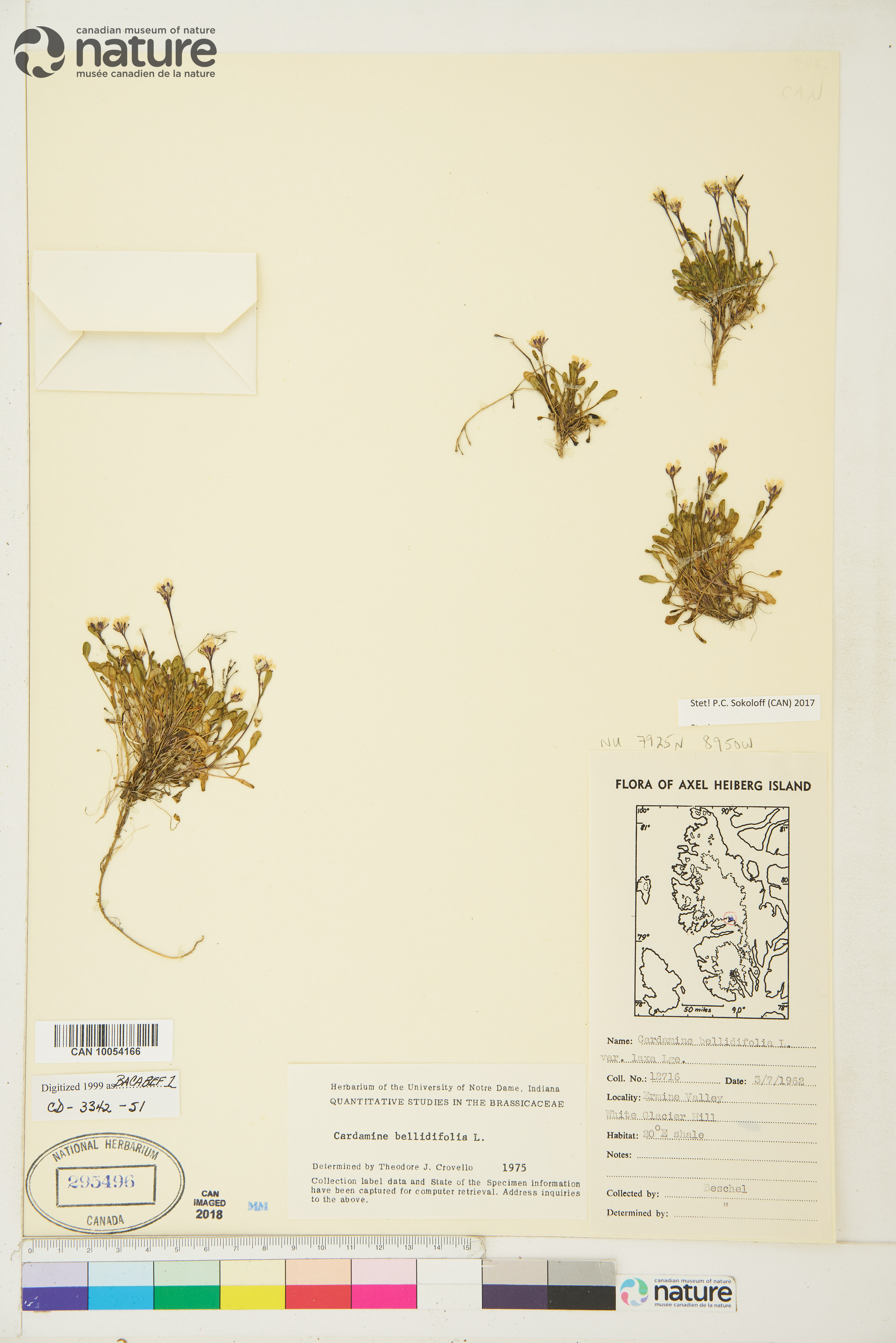 Cardamine bellidifolia image