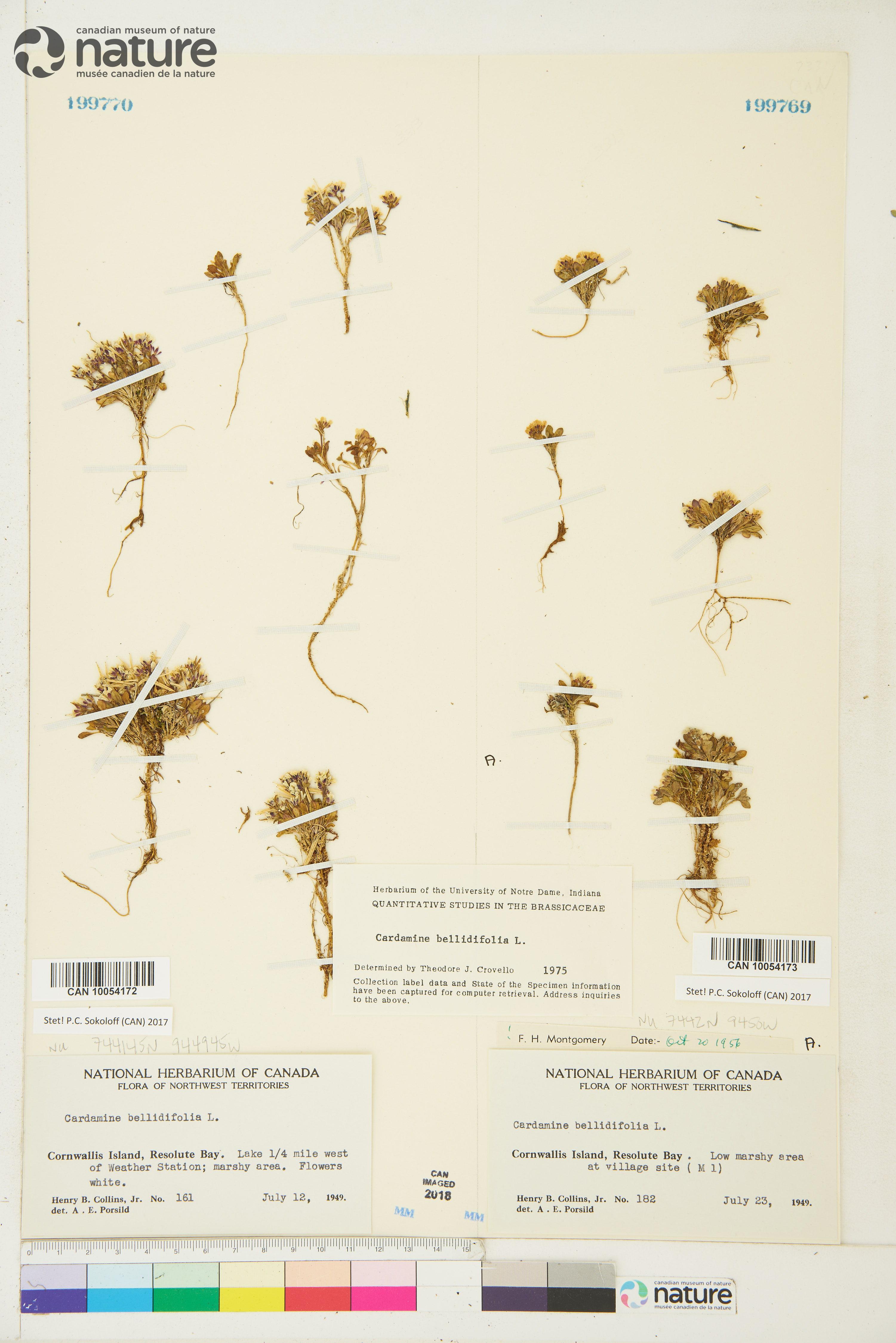 Cardamine bellidifolia image