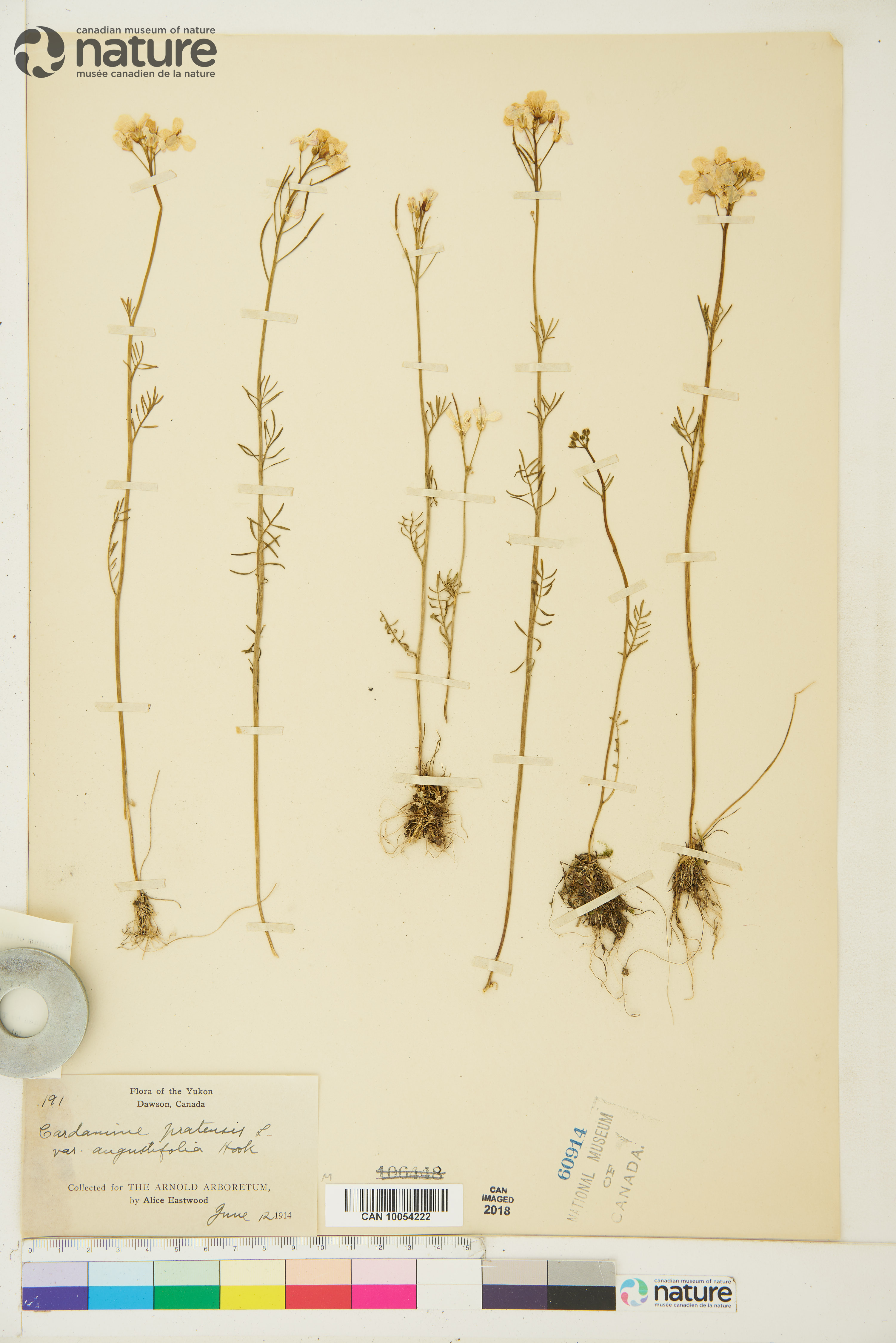 Cardamine pratensis image
