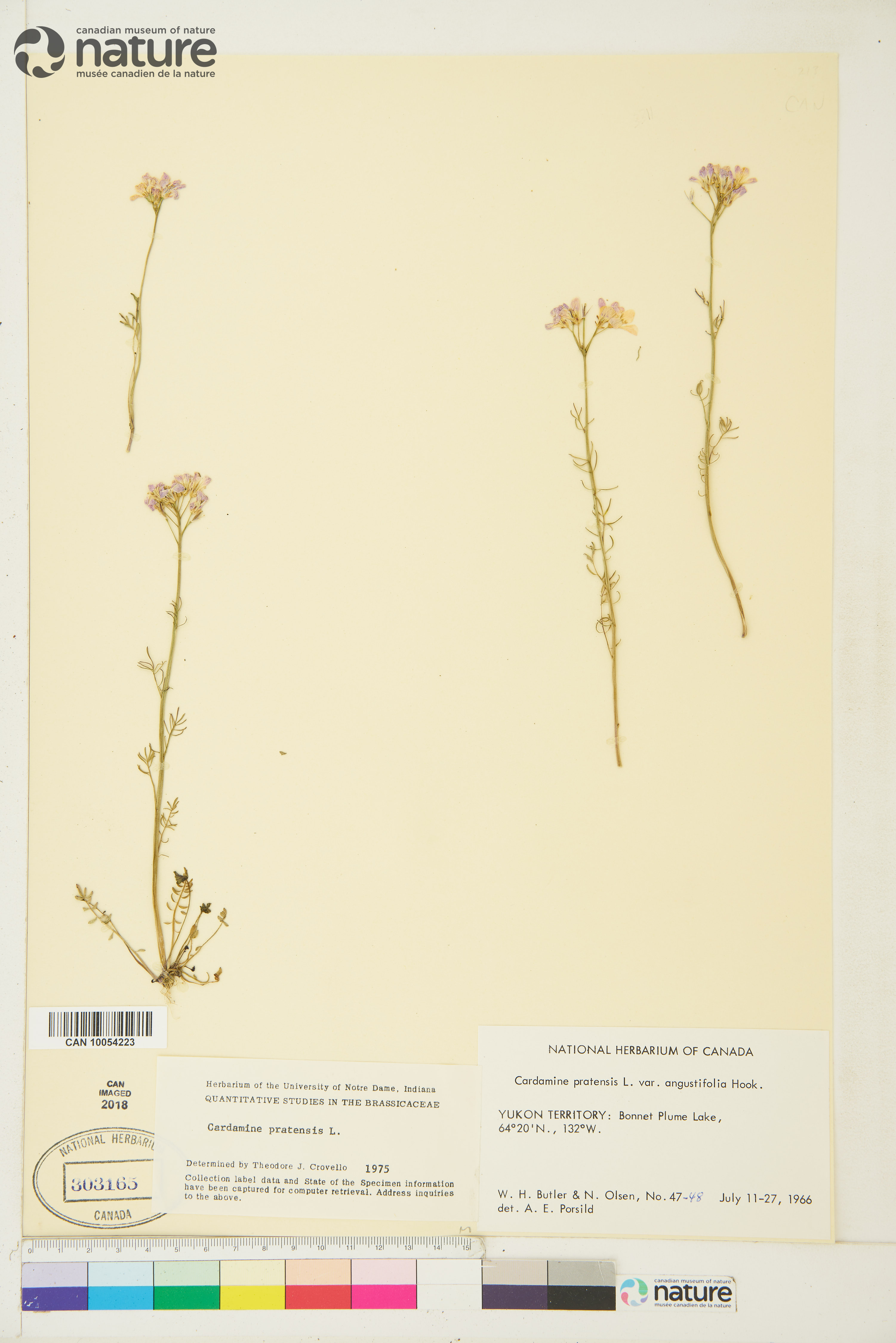 Cardamine pratensis image