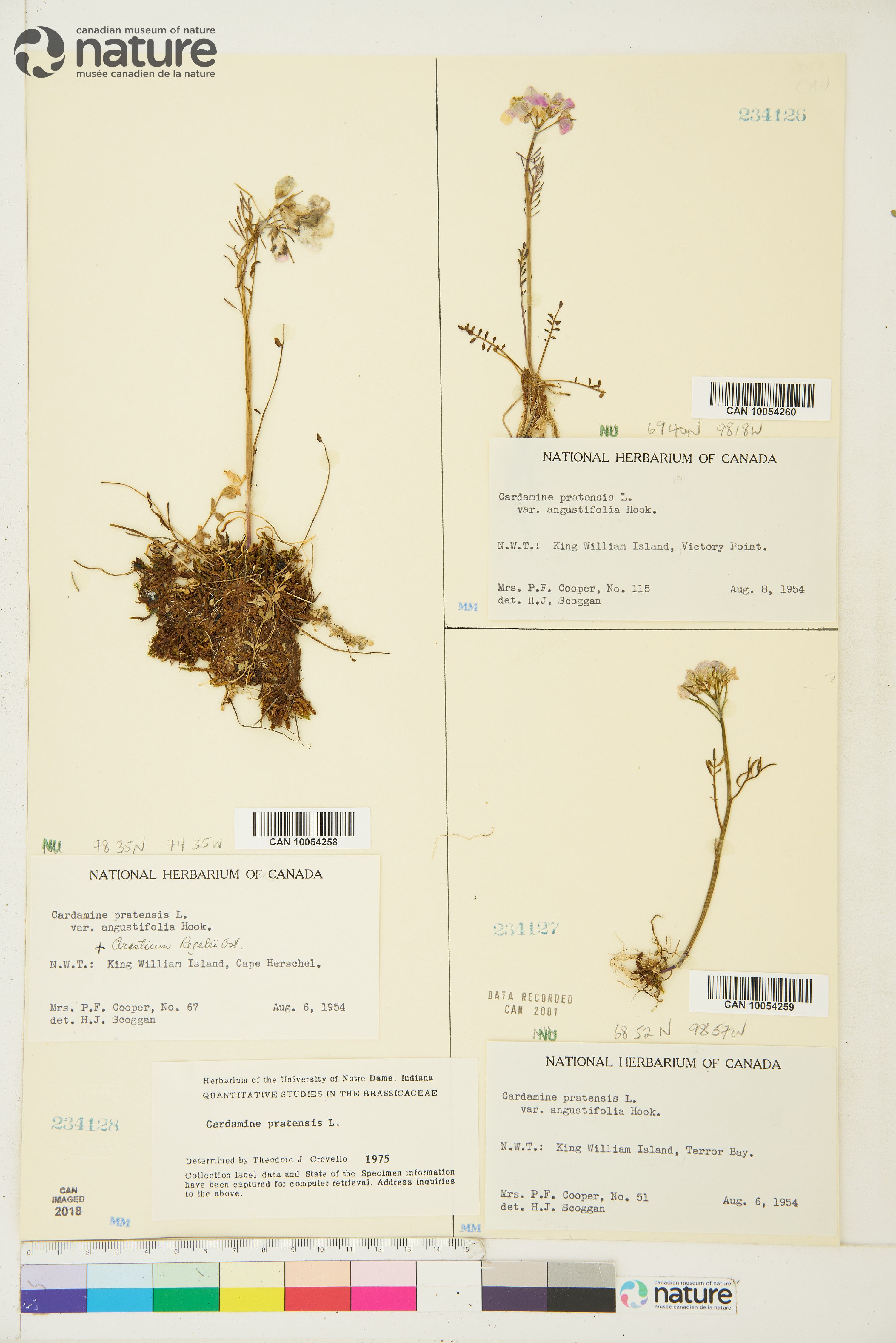 Cardamine nymanii image