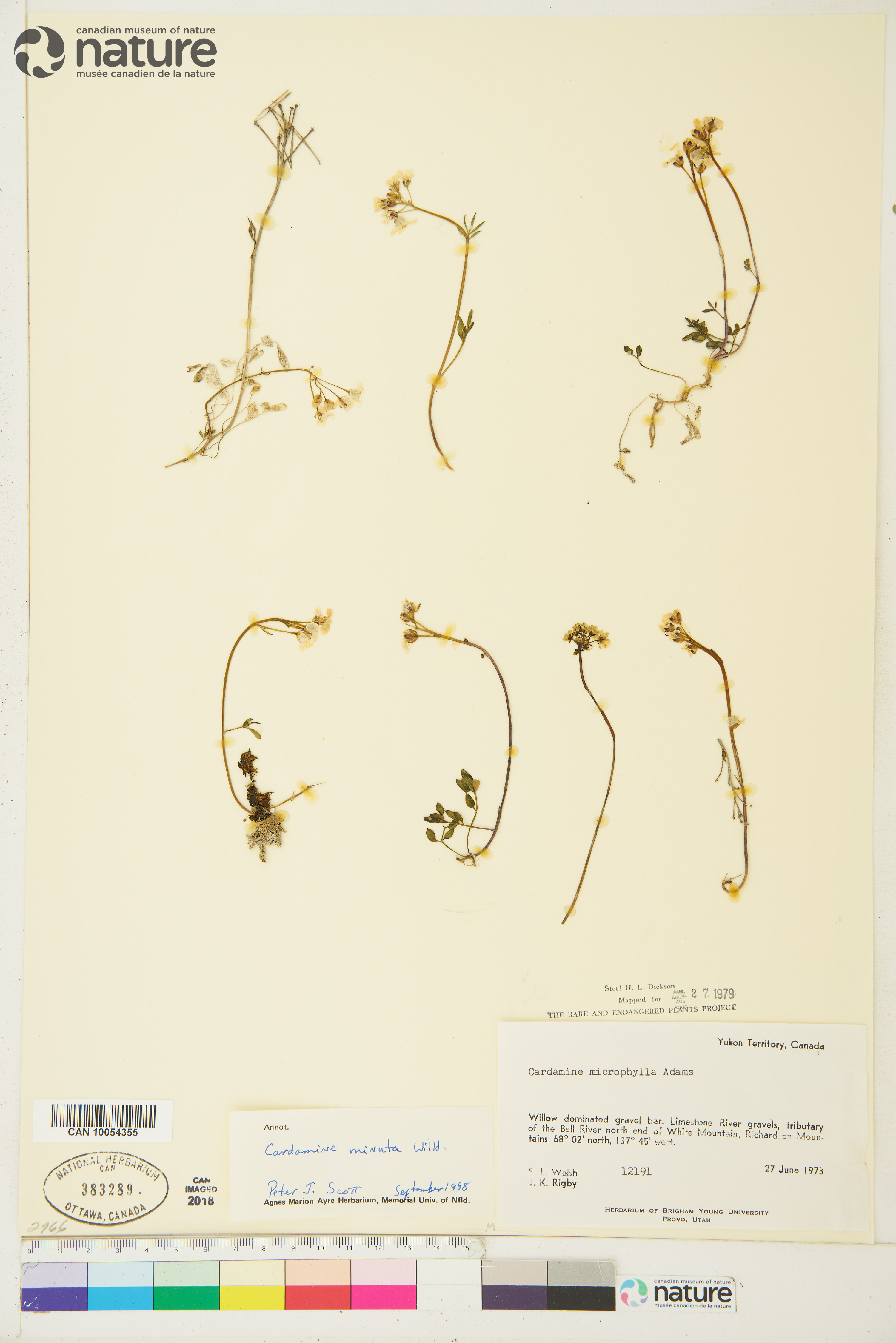 Cardamine microphylla image