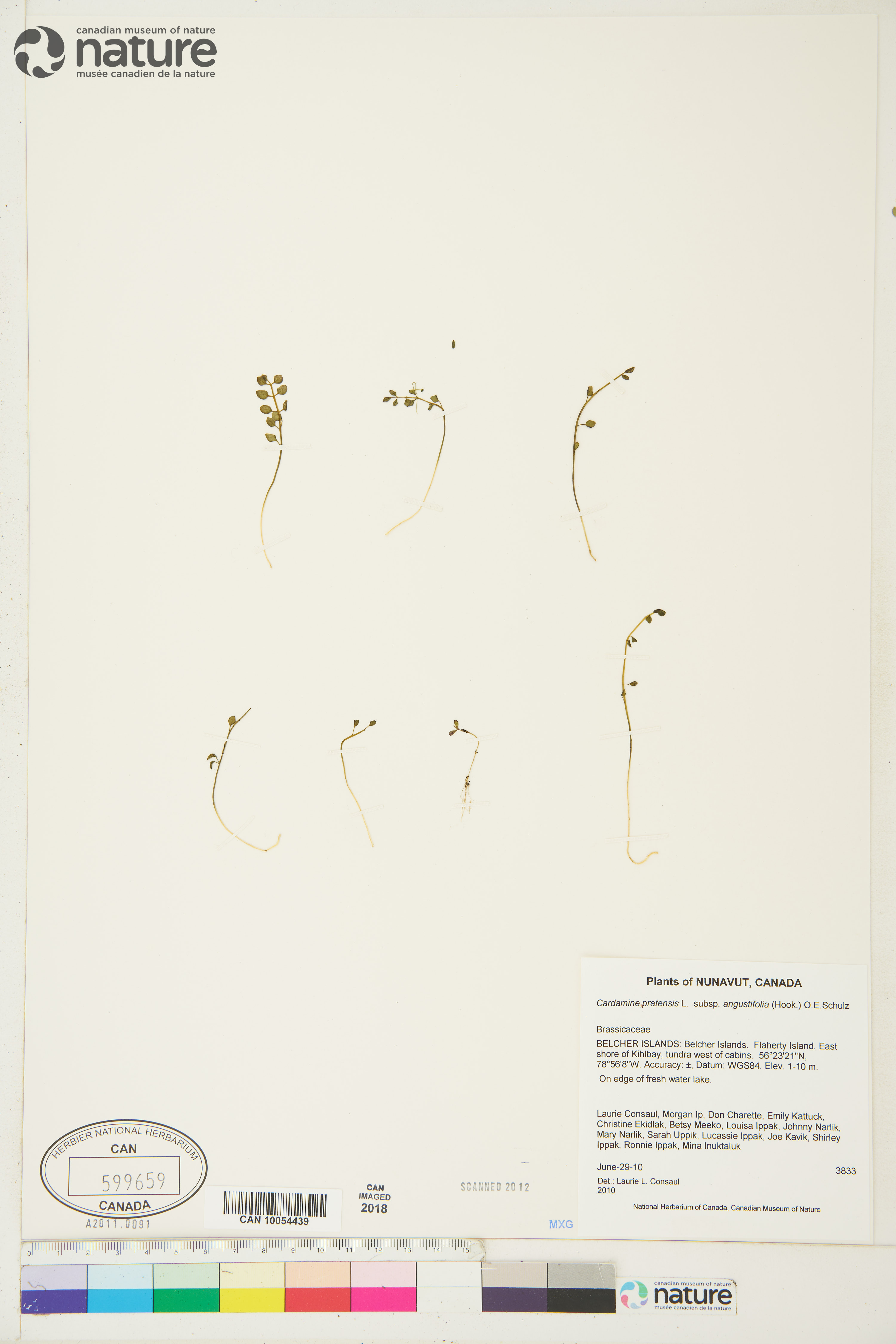 Cardamine nymanii image