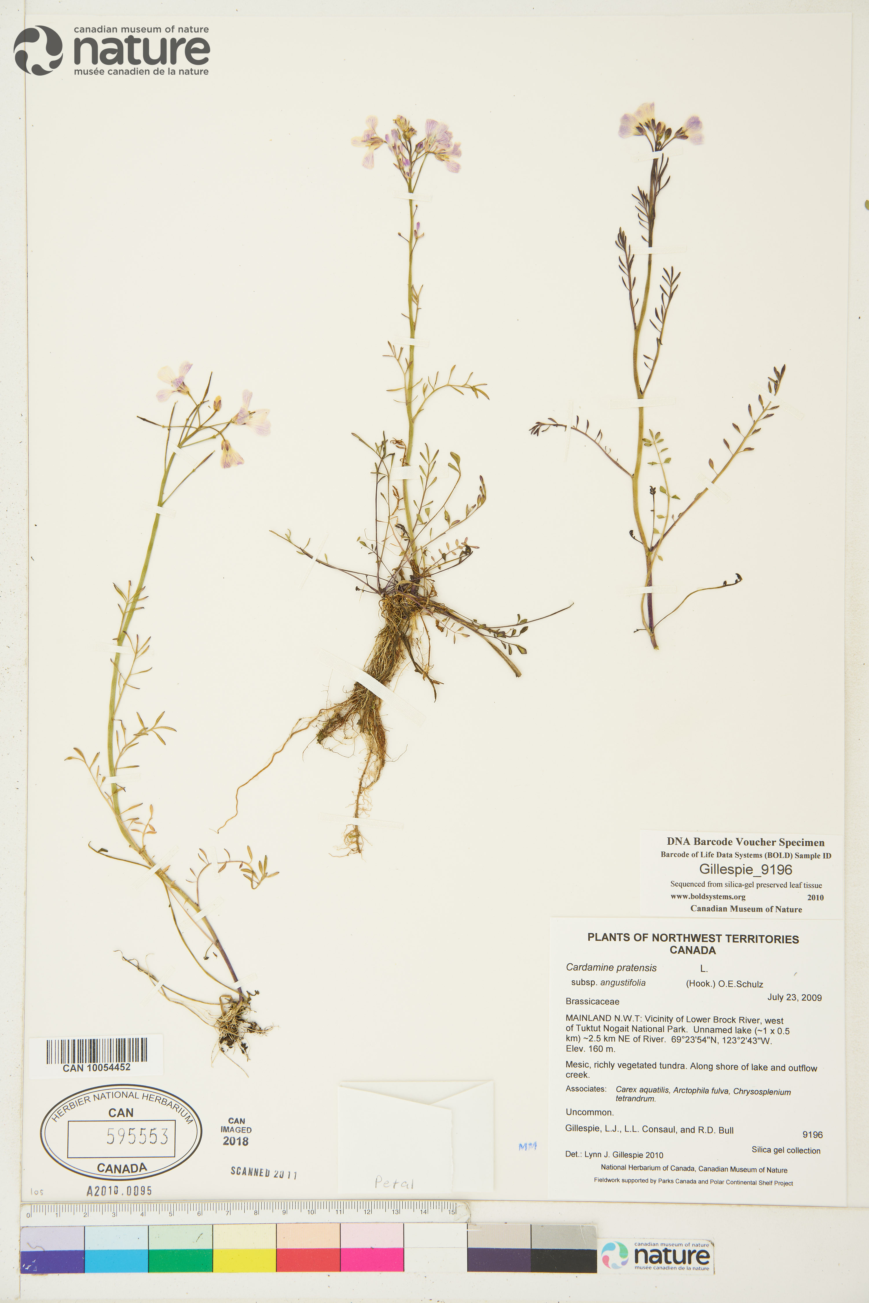 Cardamine nymanii image