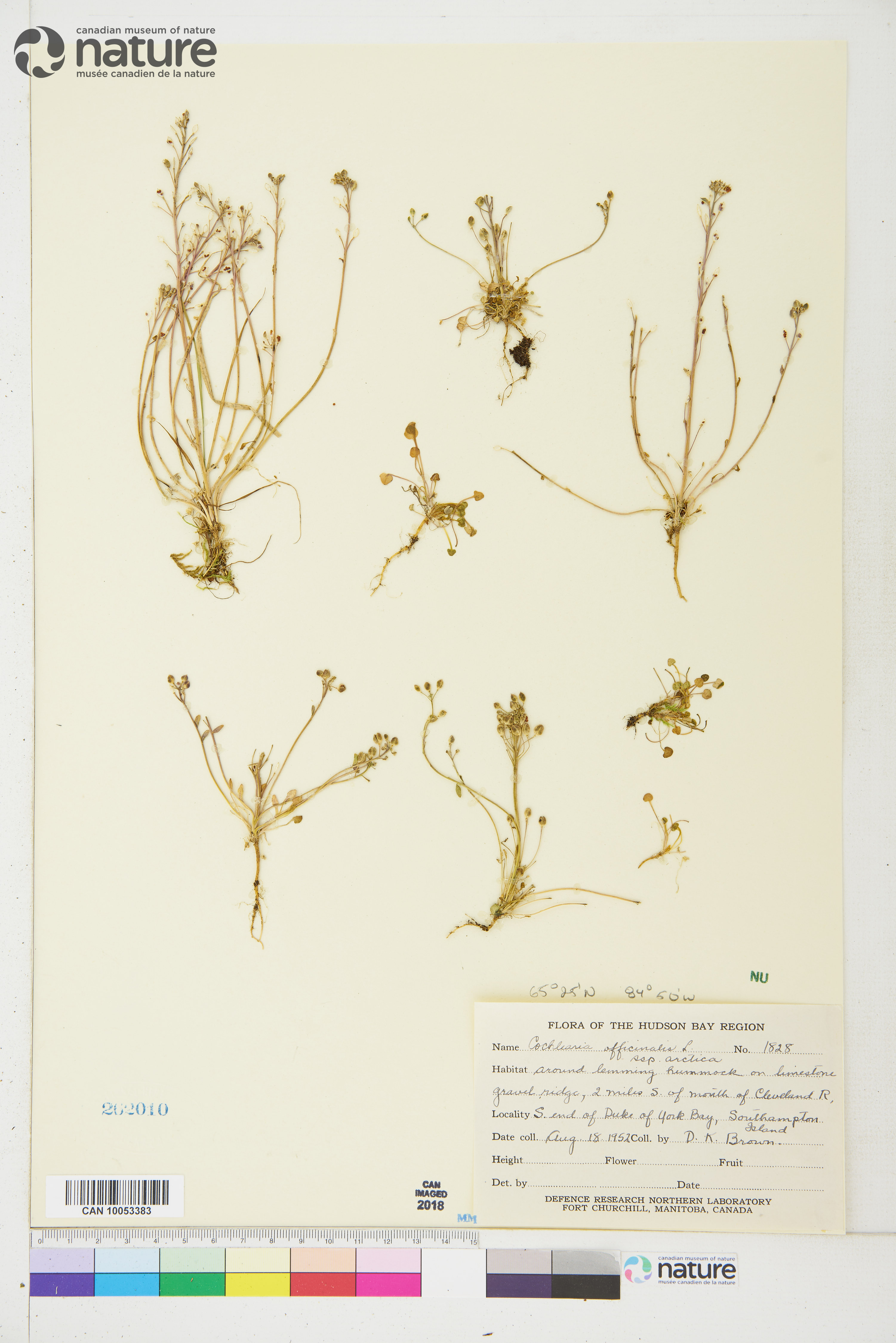 Cochlearia groenlandica image