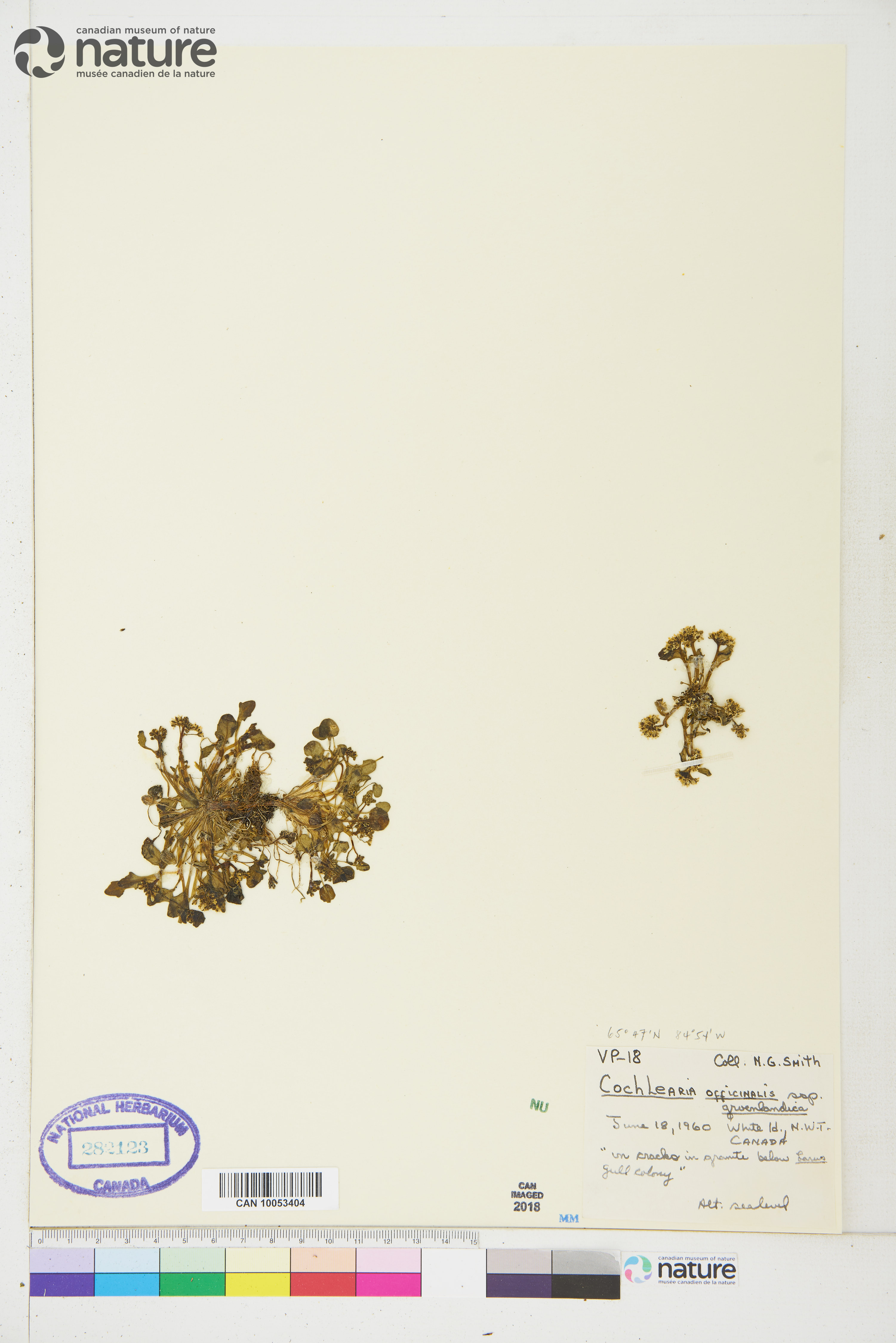 Cochlearia groenlandica image