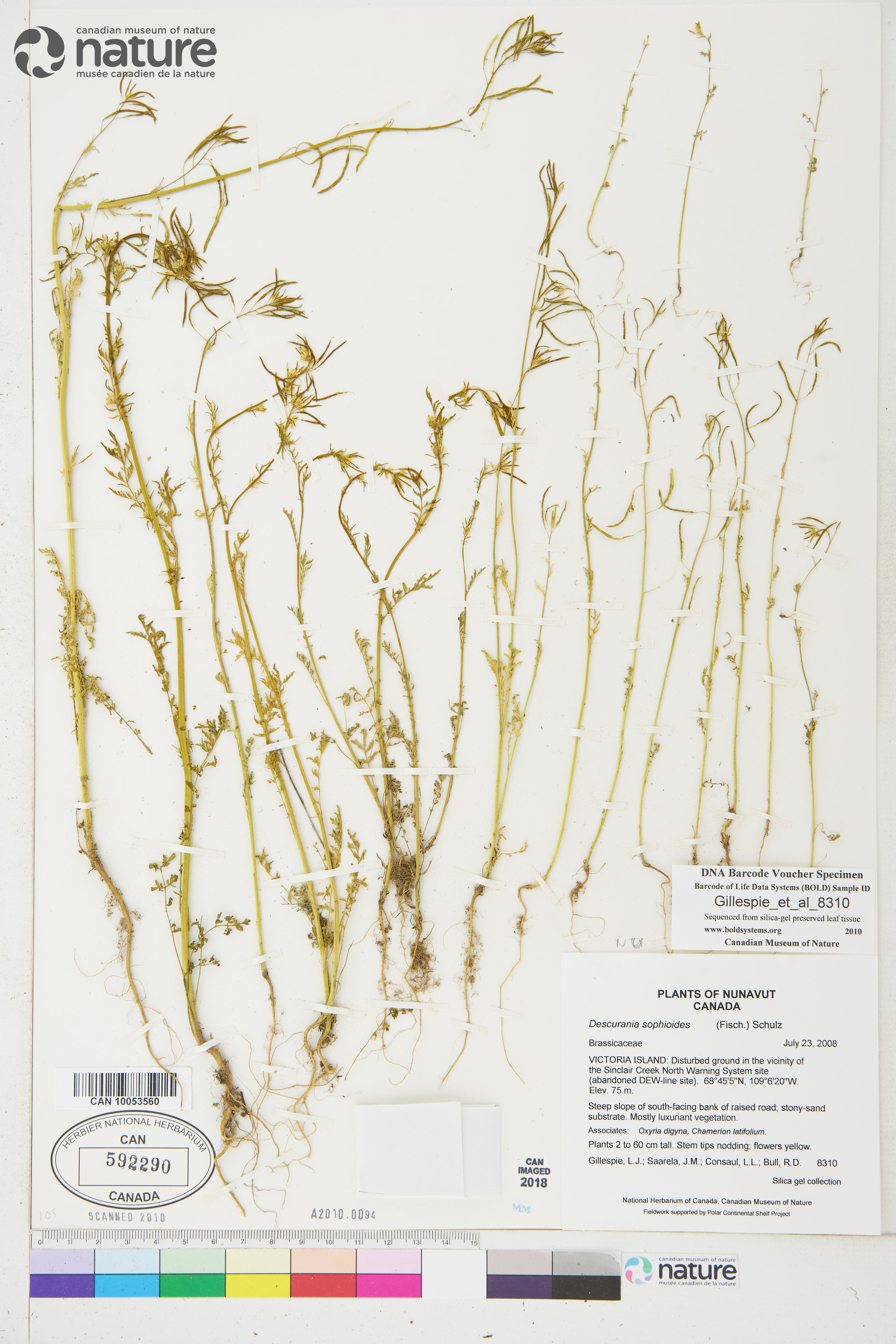 Descurainia sophioides image