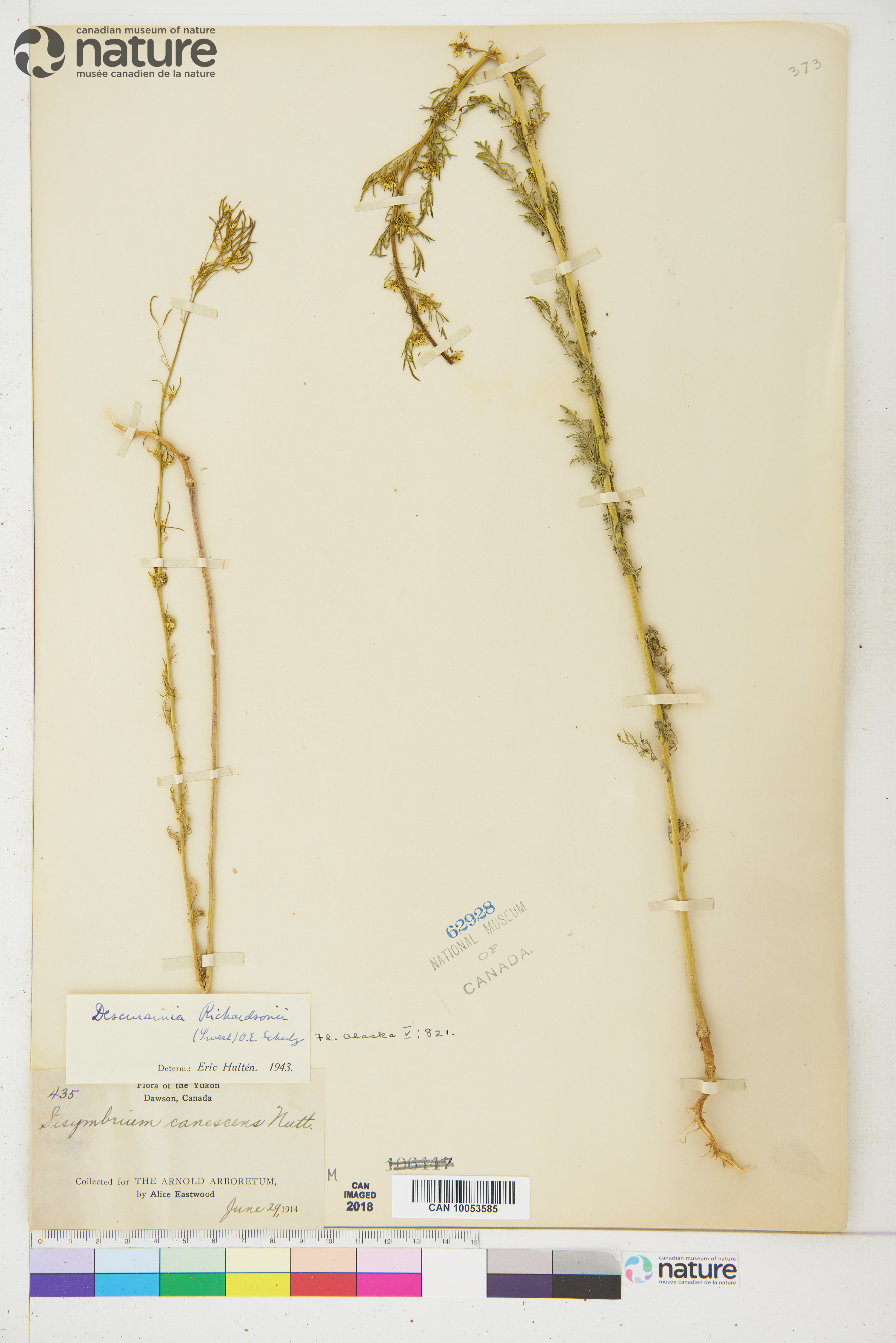 Descurainia incana subsp. incana image