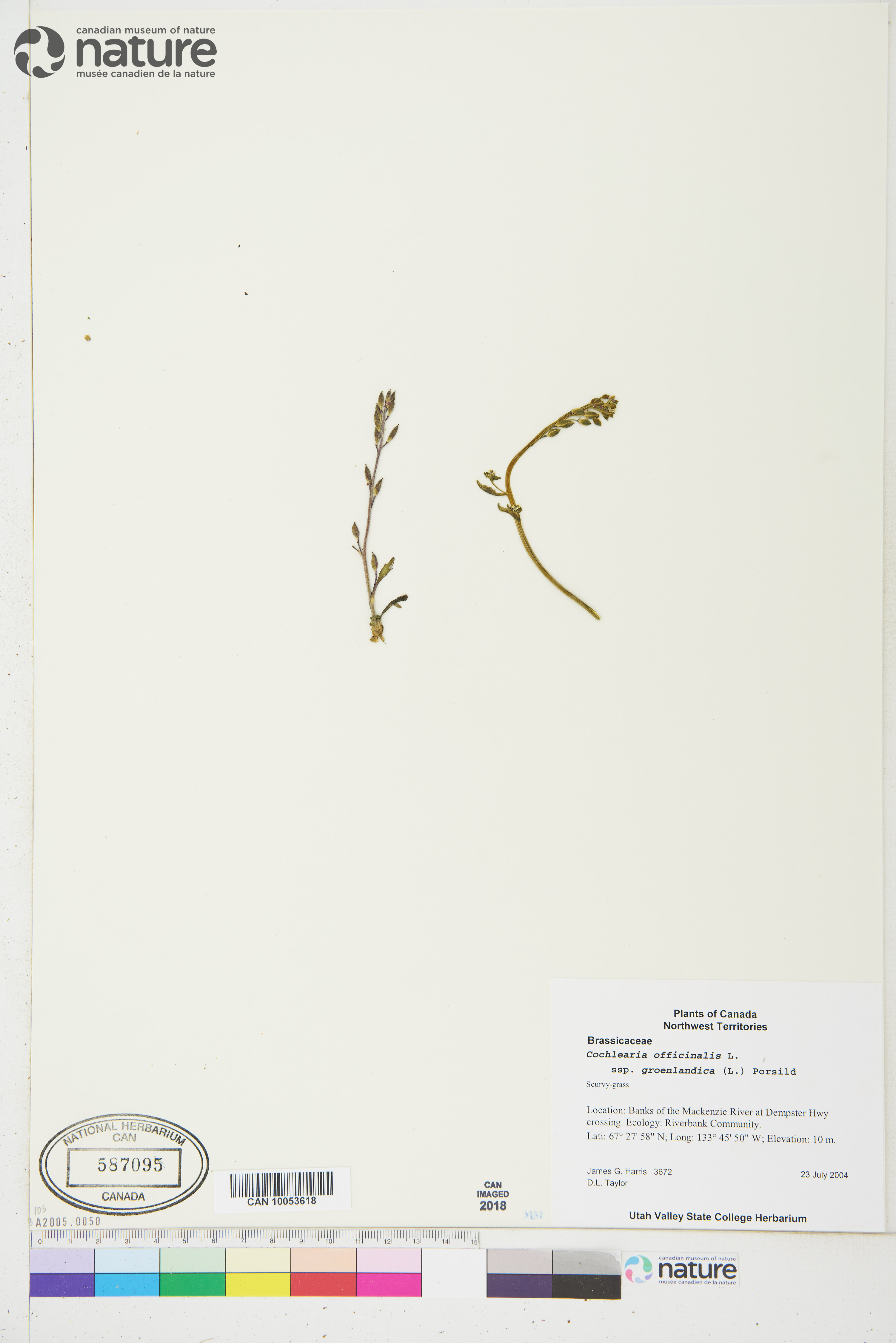 Cochlearia groenlandica image