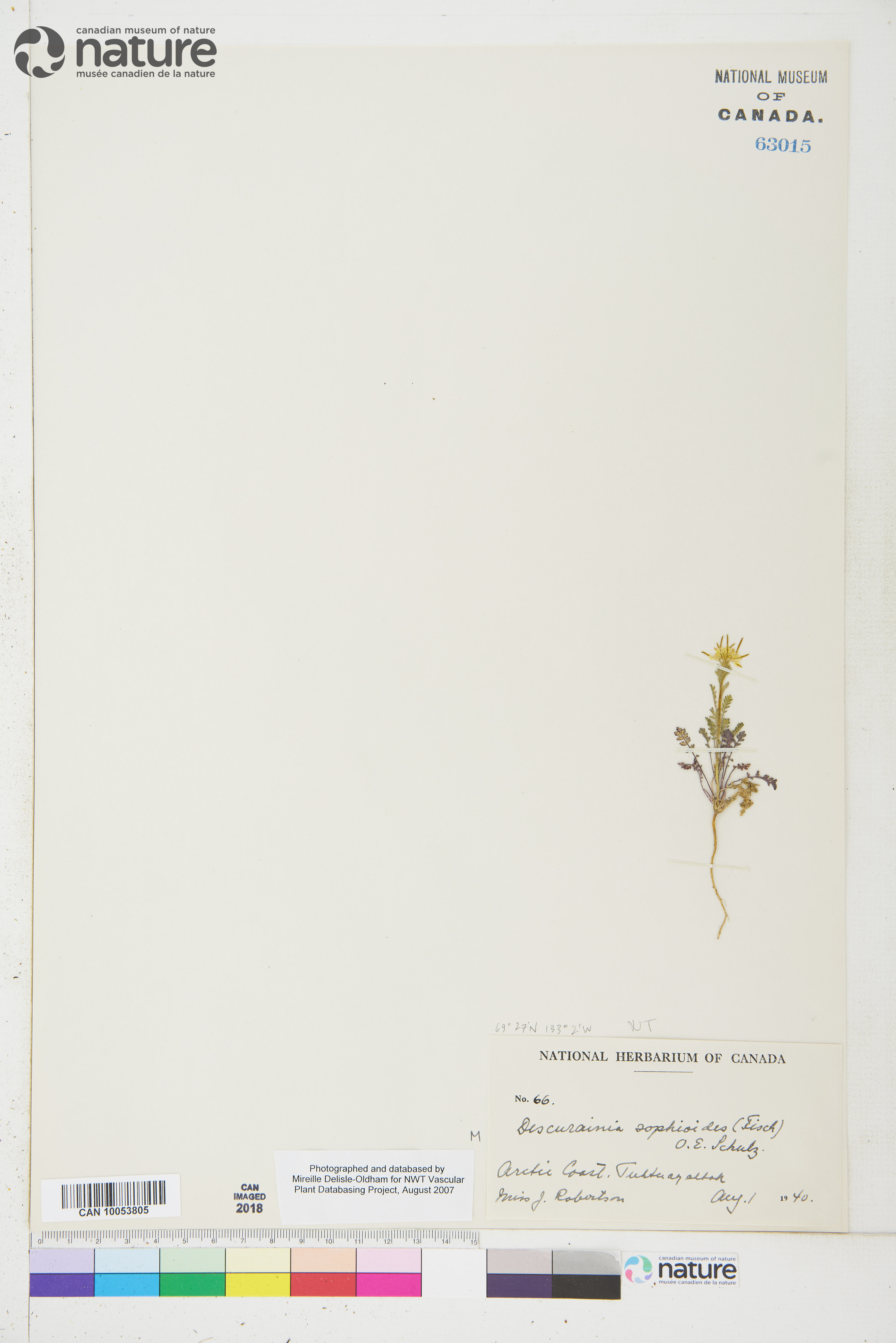 Descurainia sophioides image