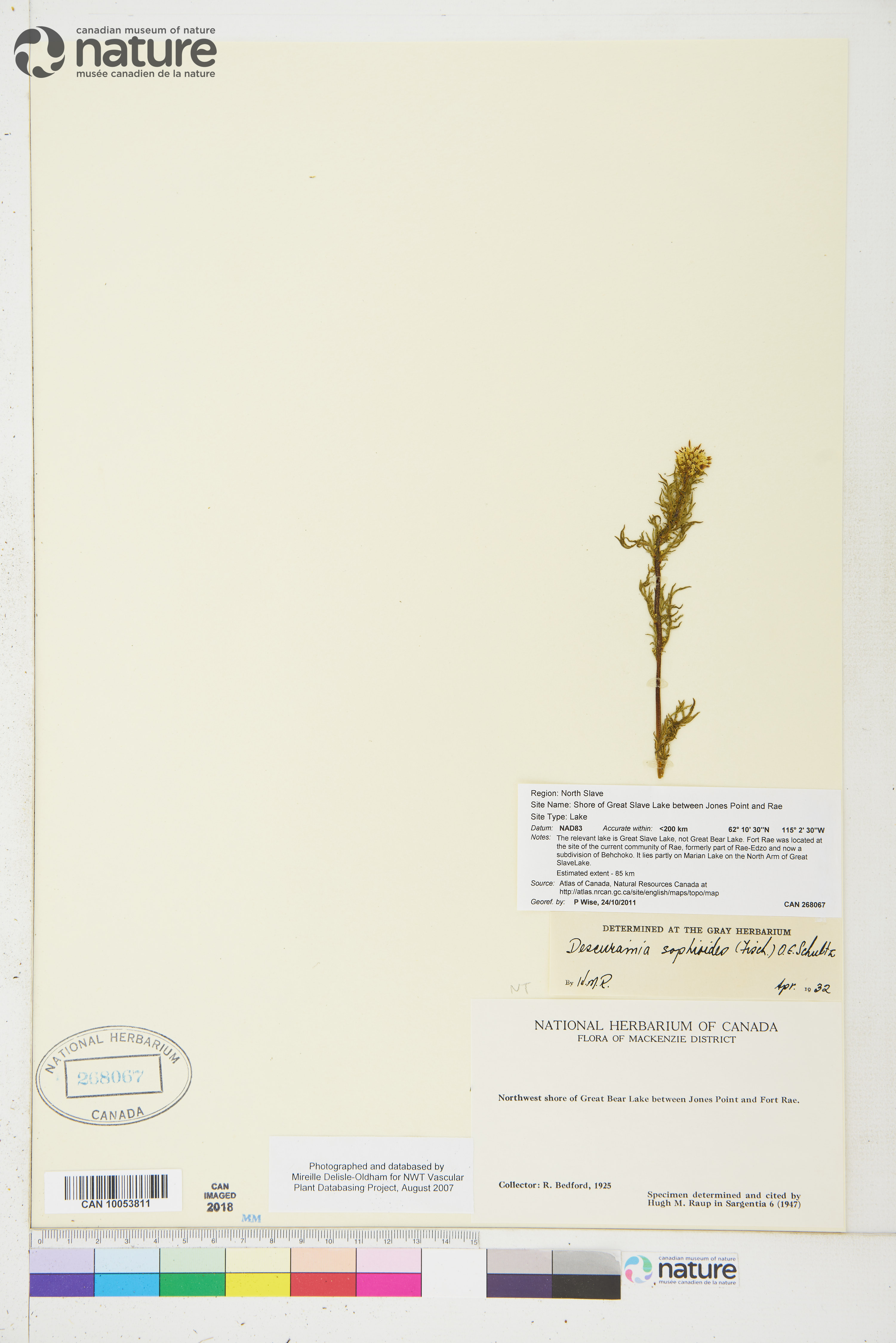 Descurainia sophioides image