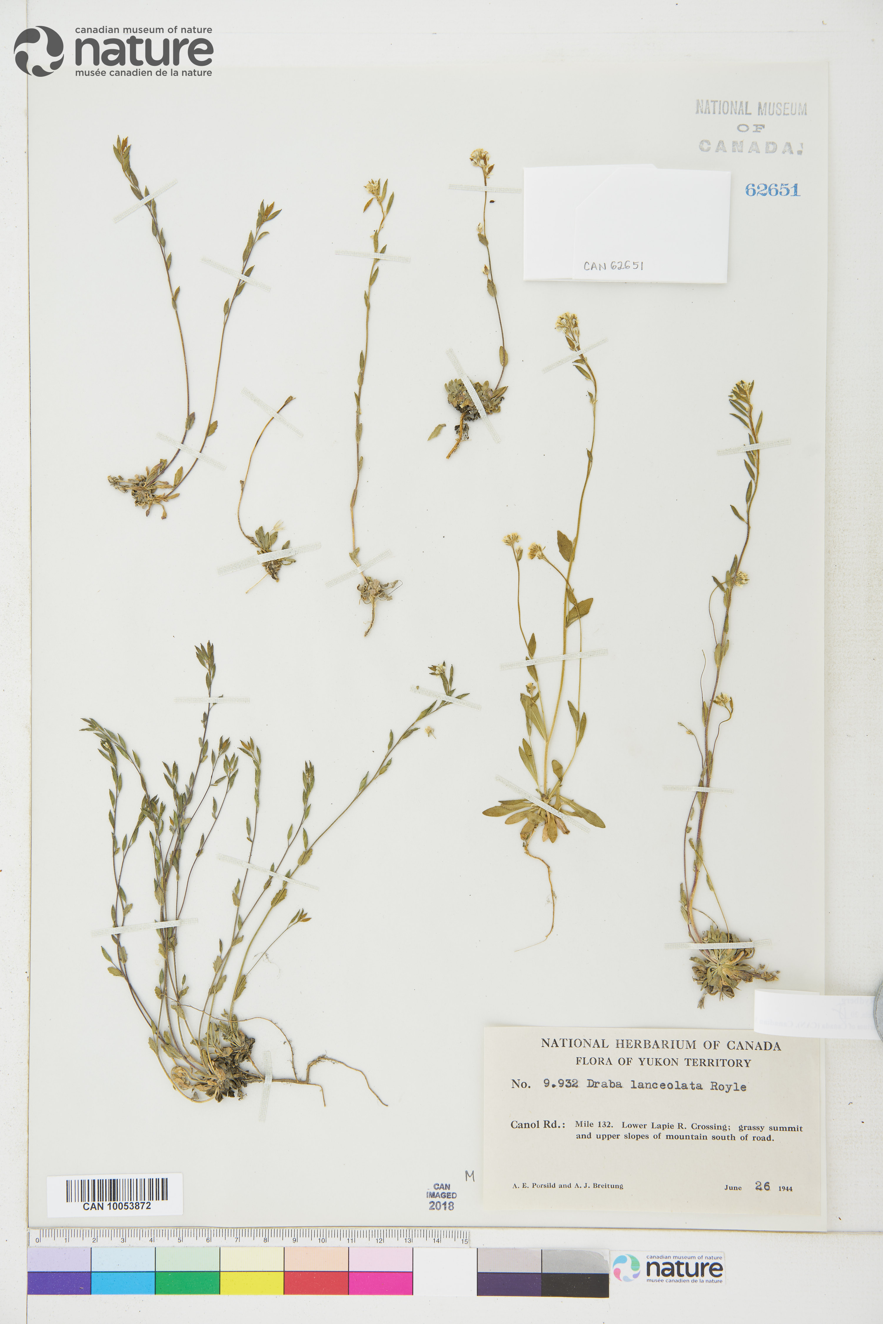 Draba cana image