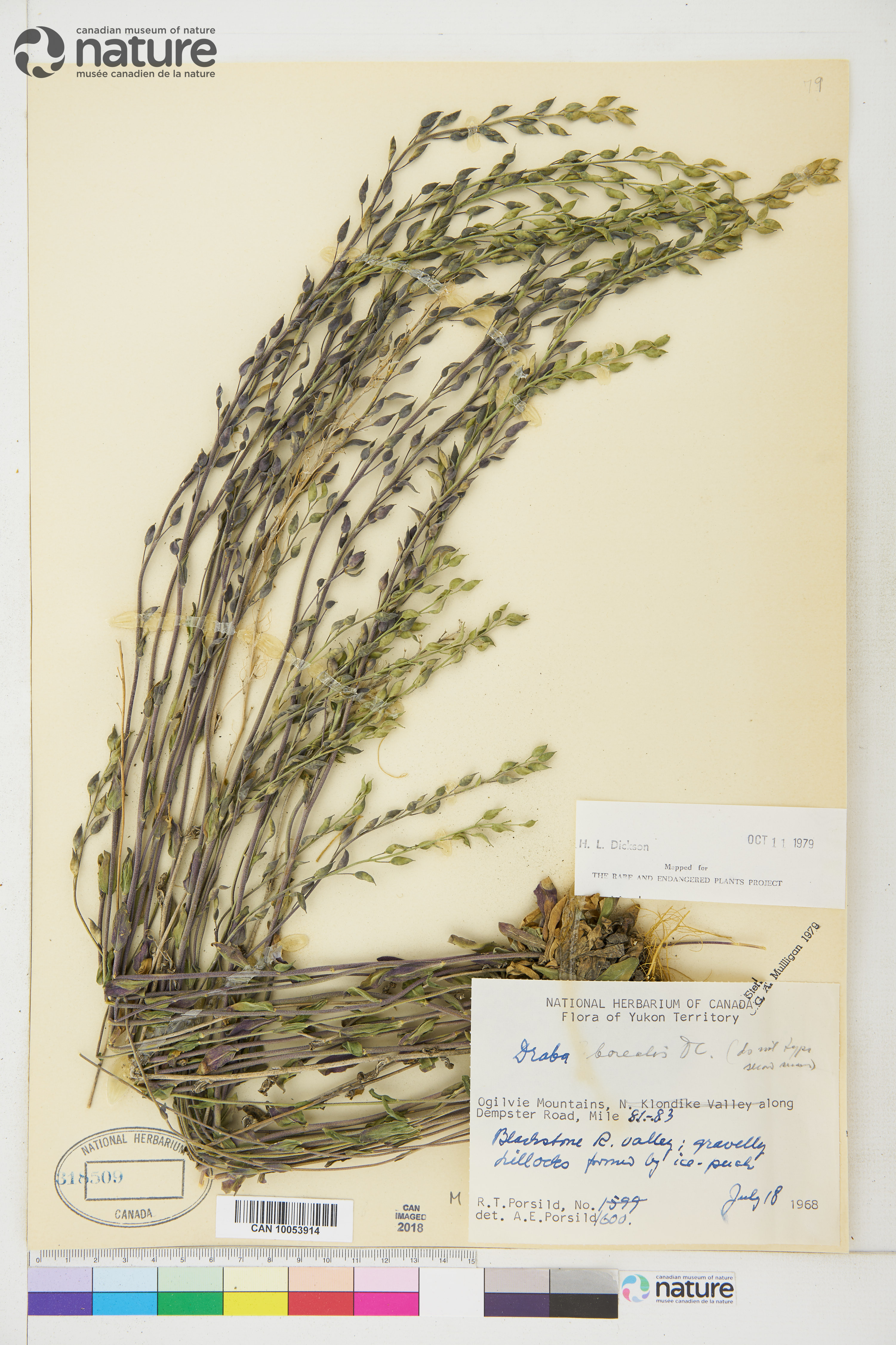 Draba borealis image