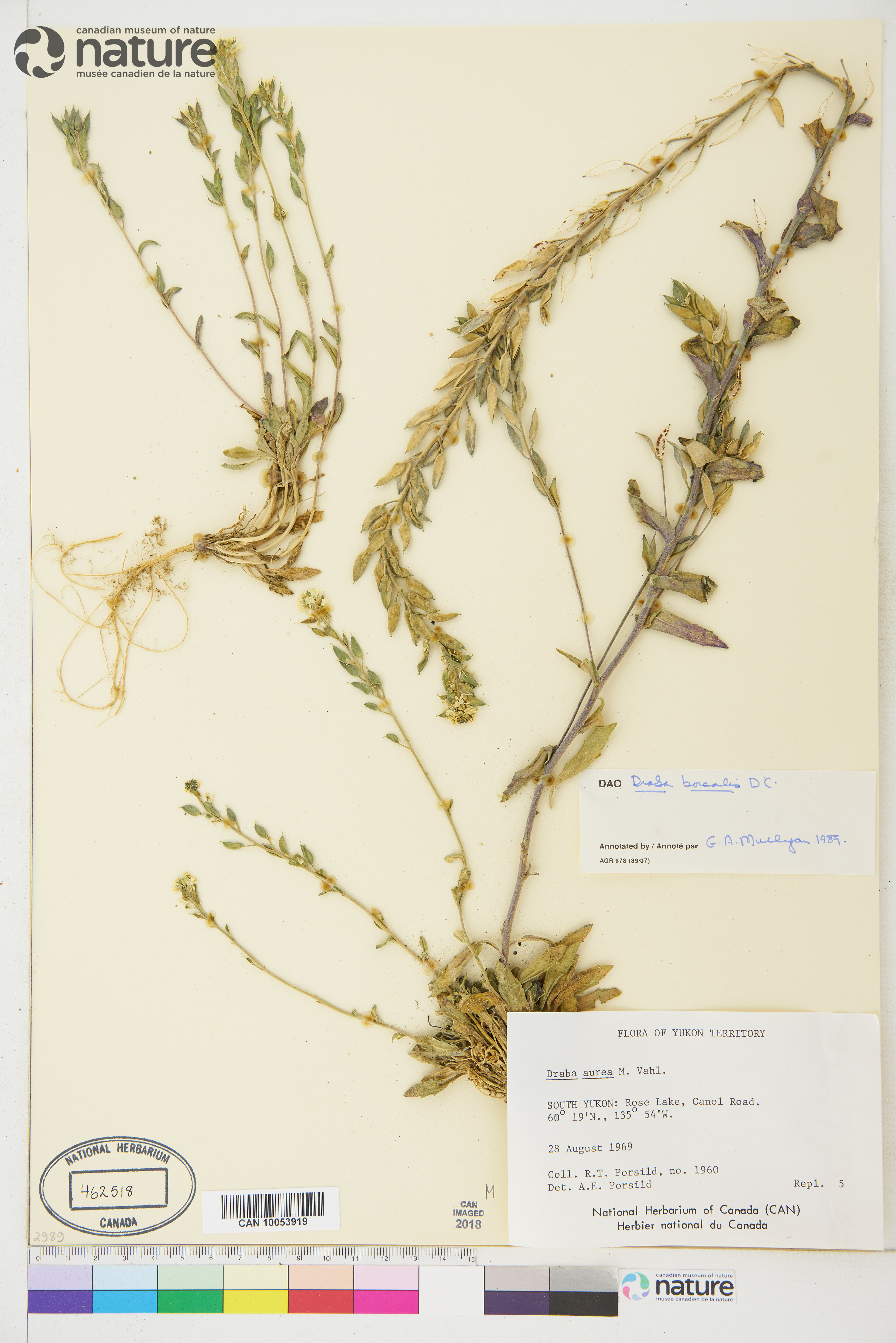 Draba borealis image