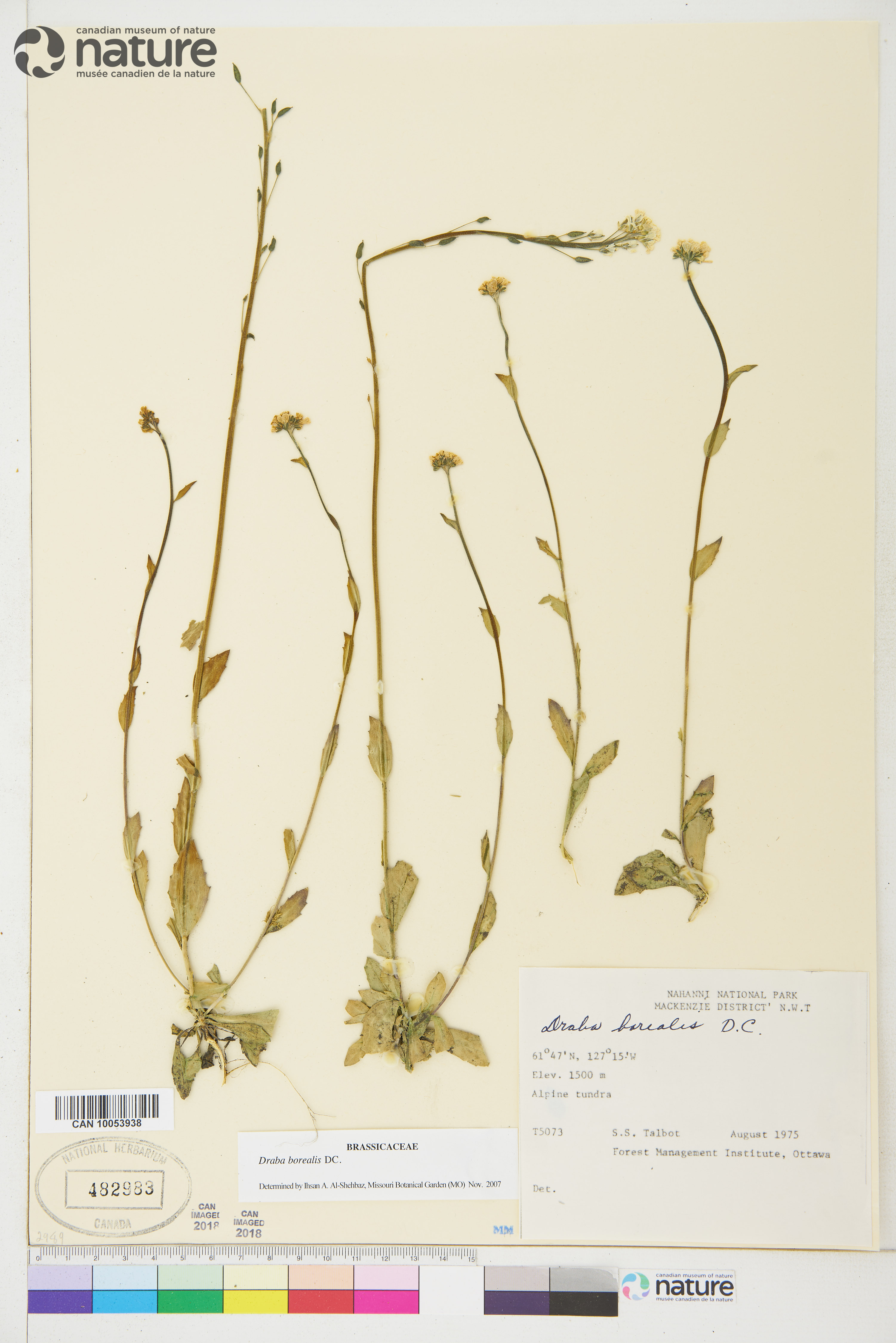 Draba borealis image