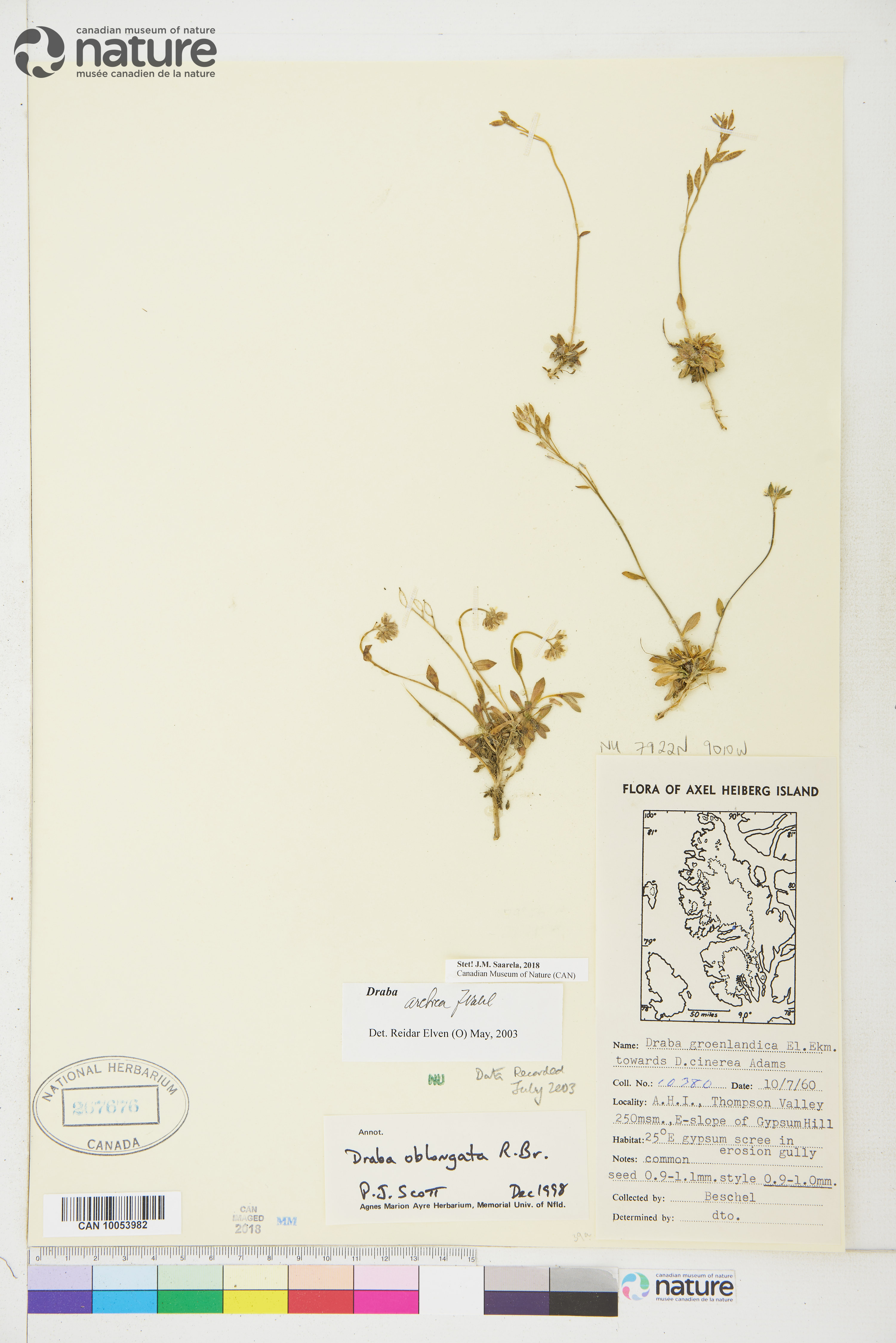 Draba arctica image