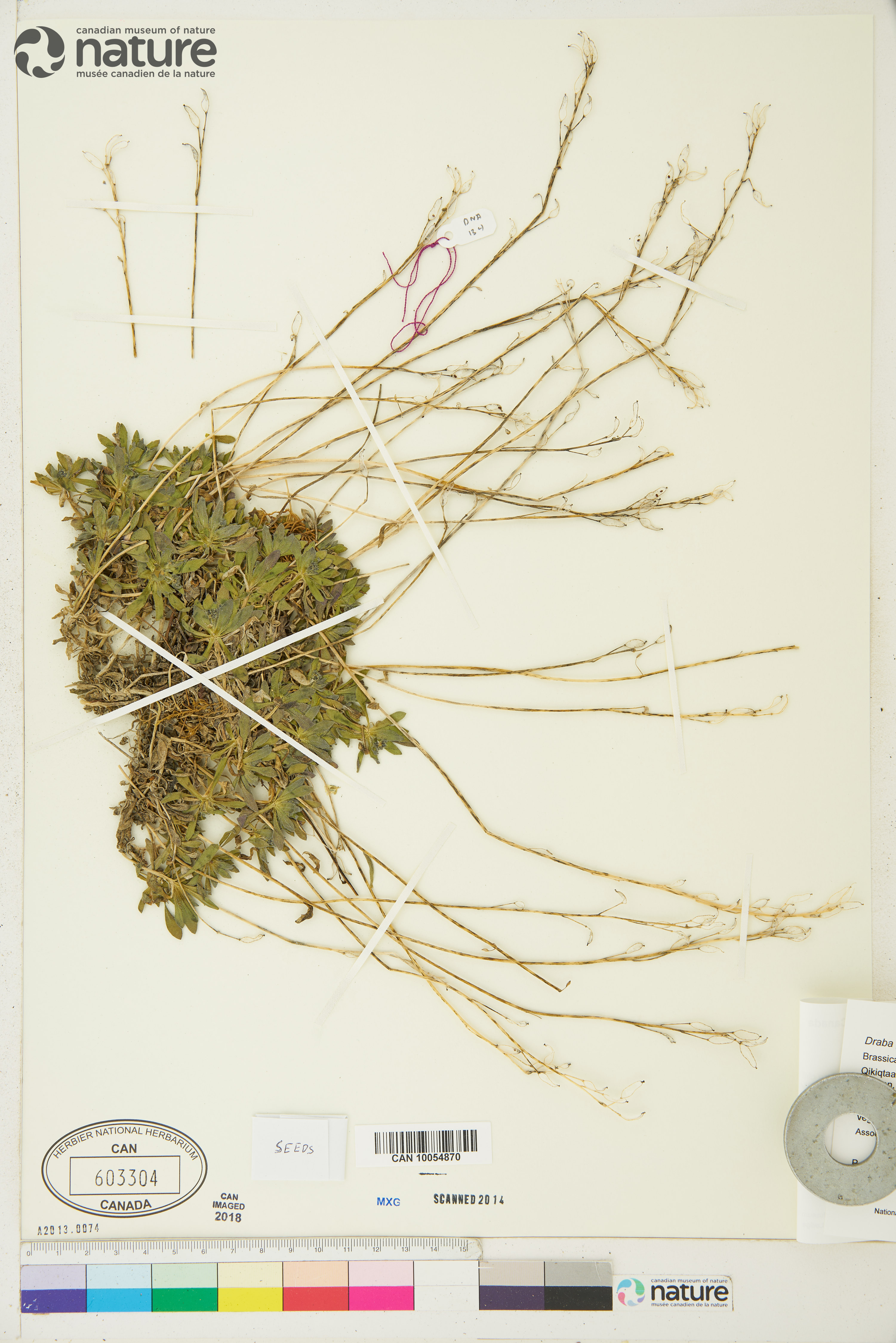 Draba glabella image