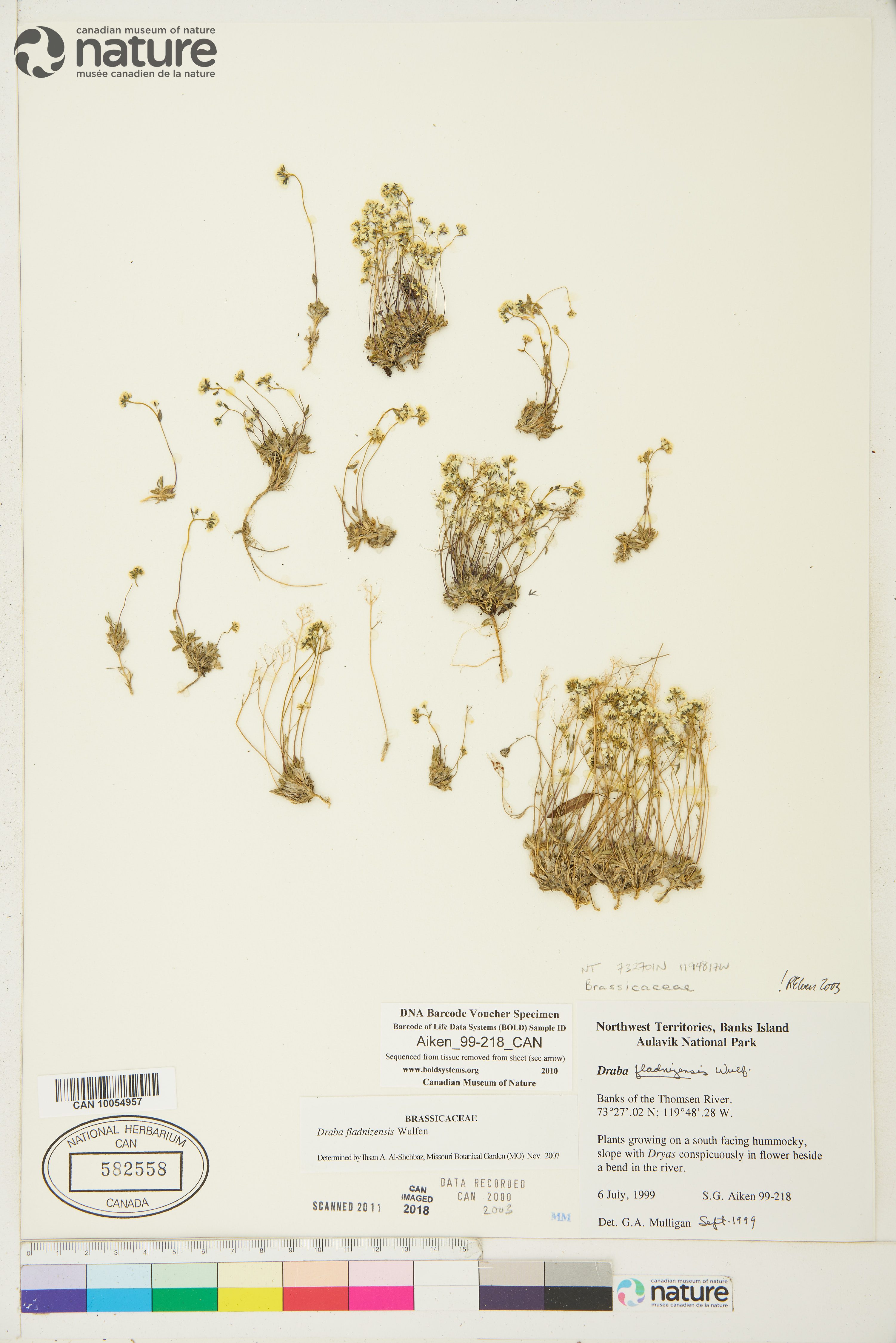 Draba fladnizensis image