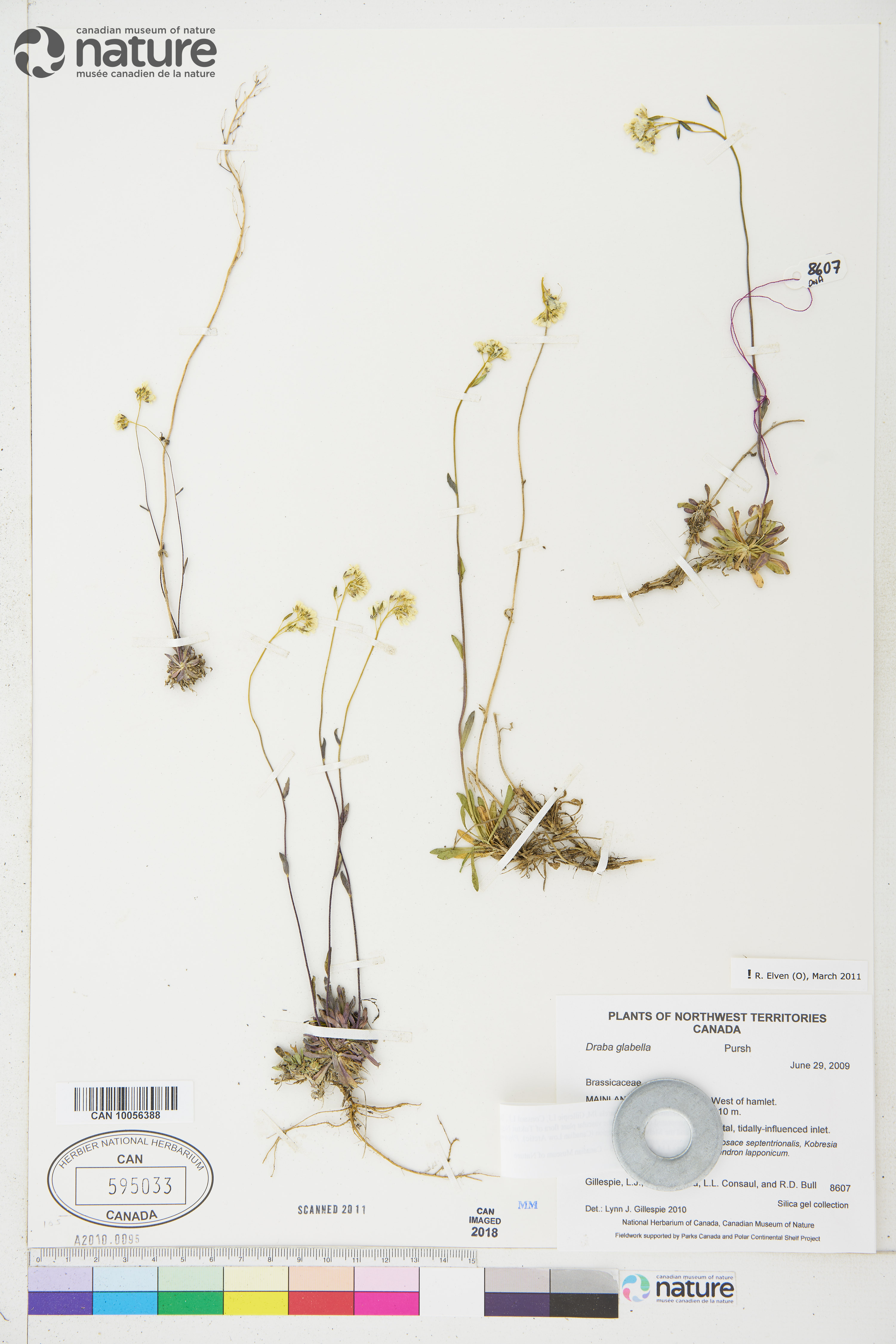 Draba glabella image