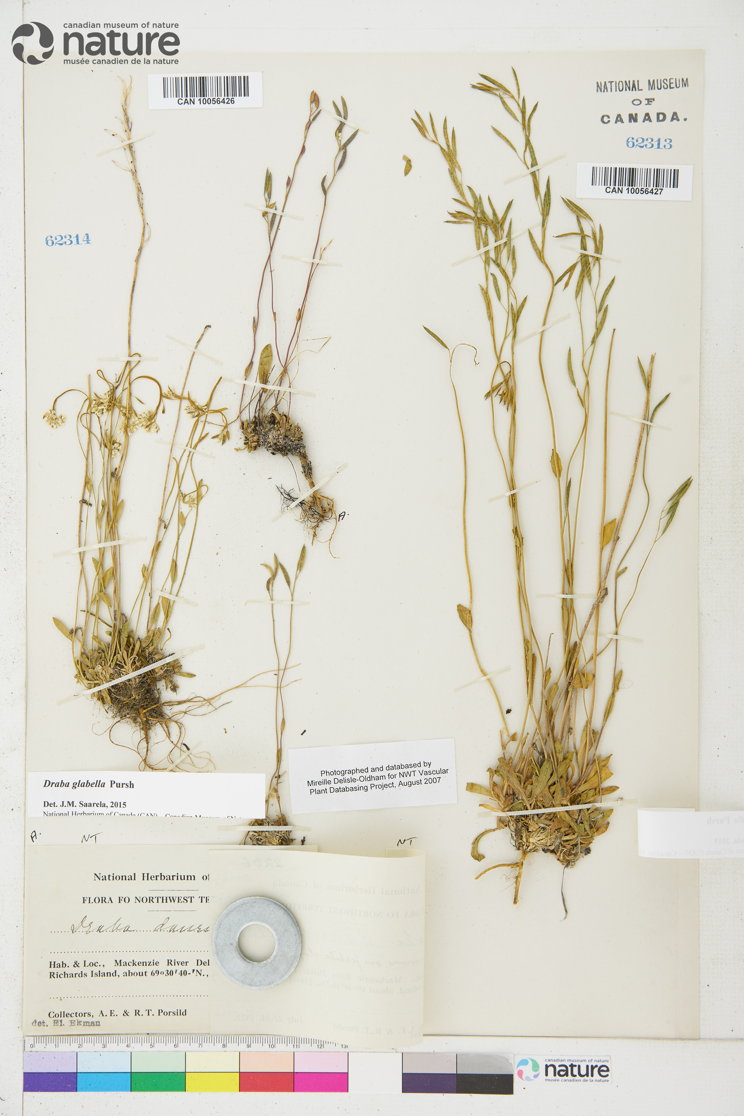 Draba glabella image