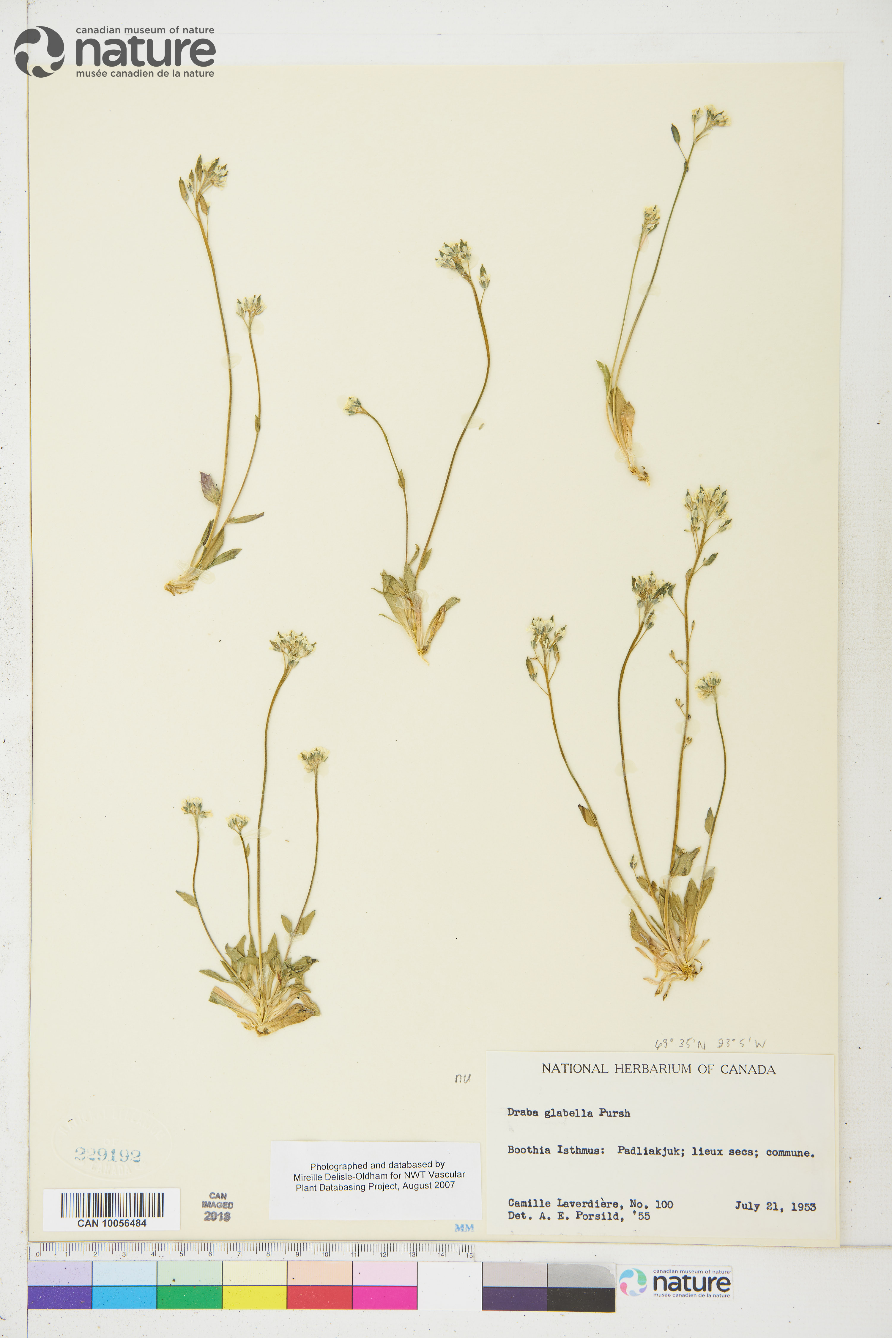 Draba glabella image