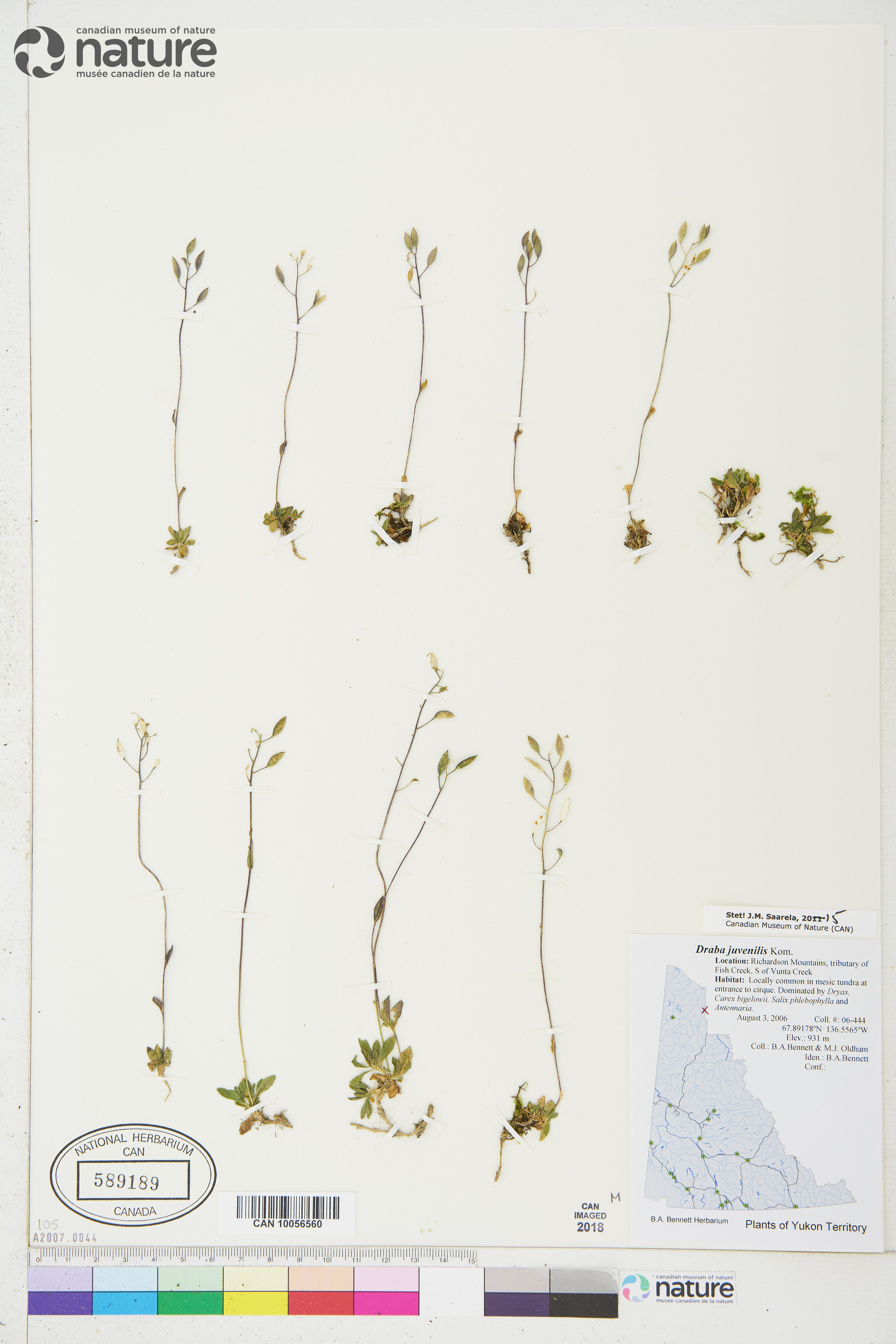 Draba juvenilis image