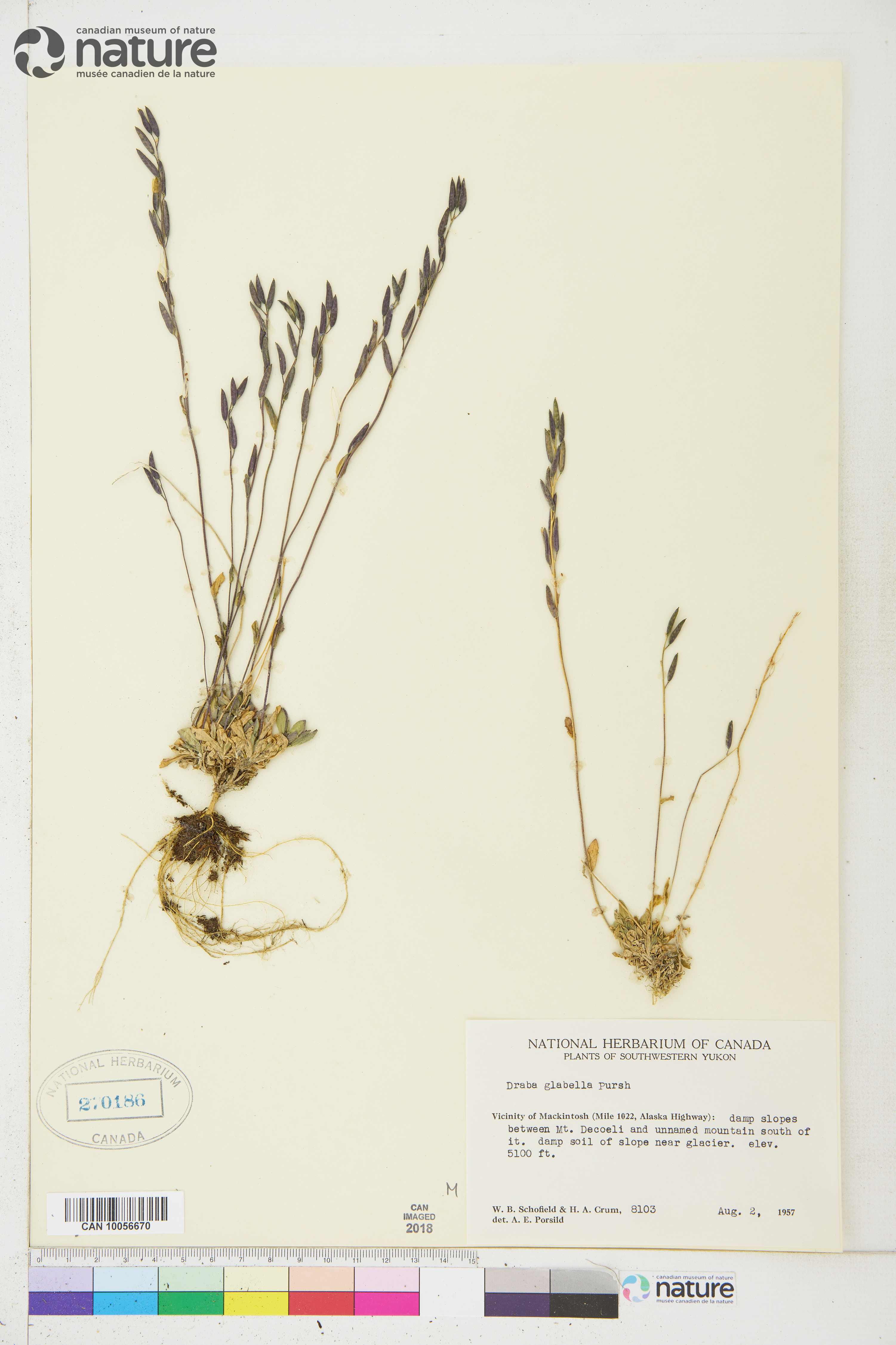 Draba glabella image