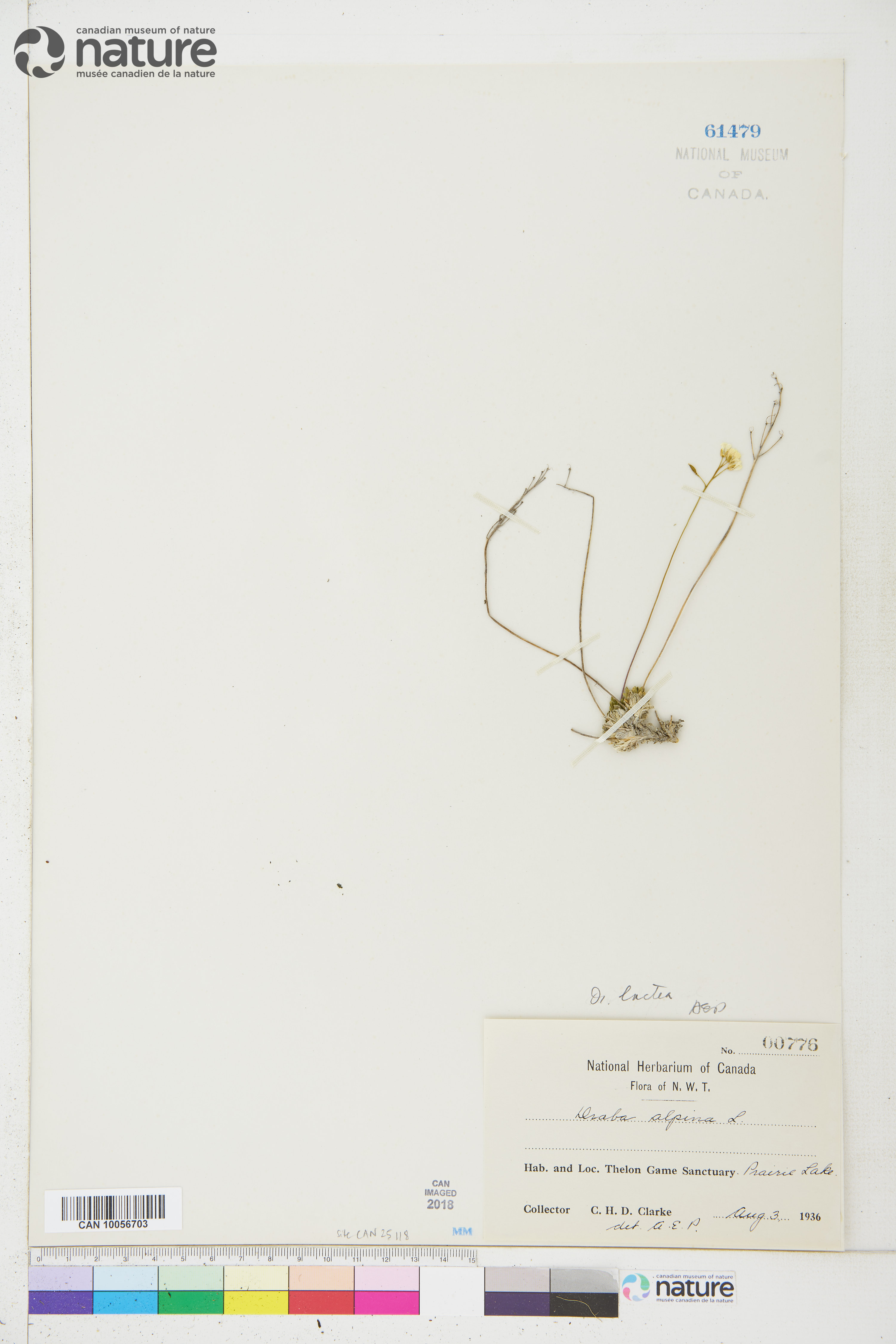 Draba lactea image