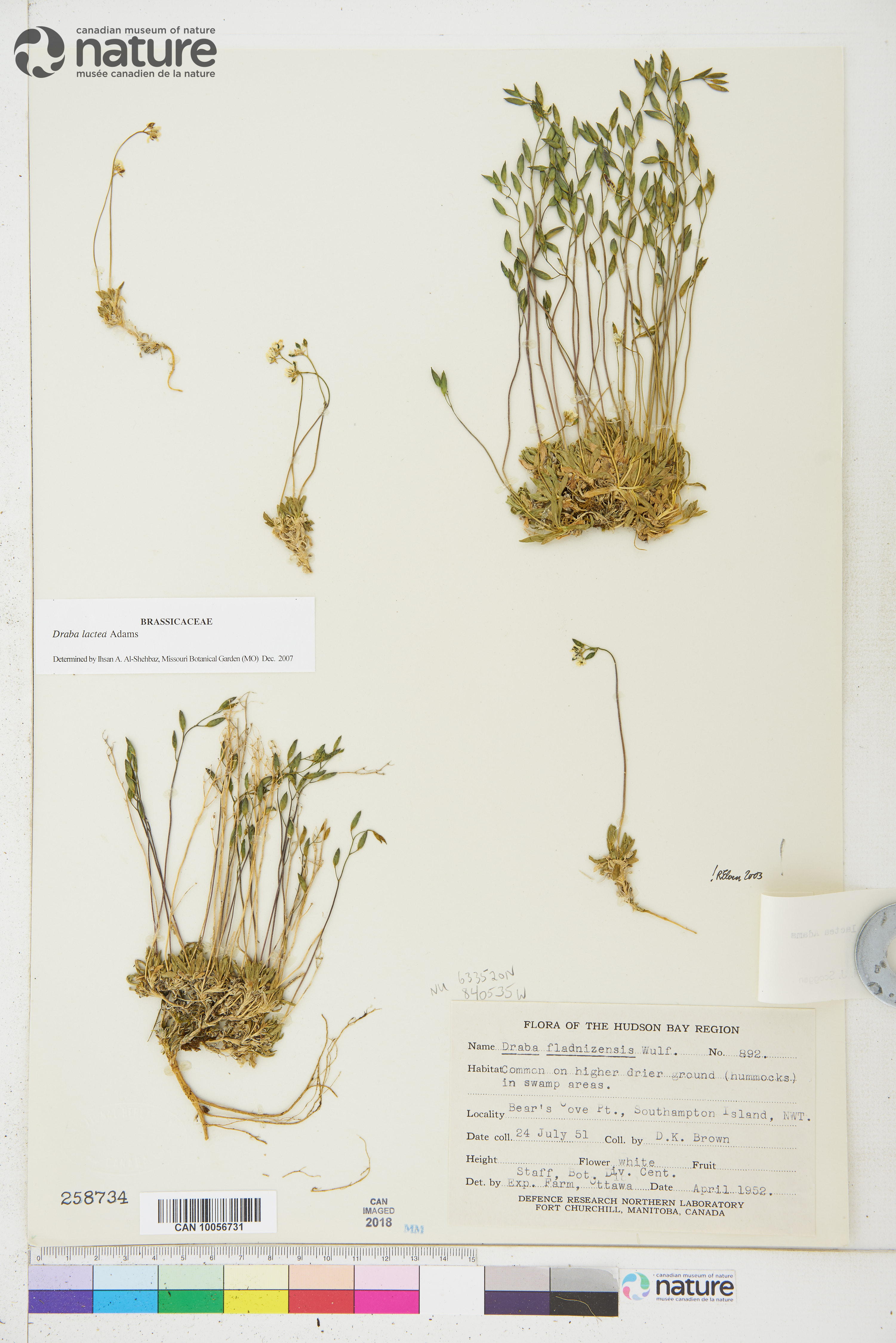 Draba lactea image