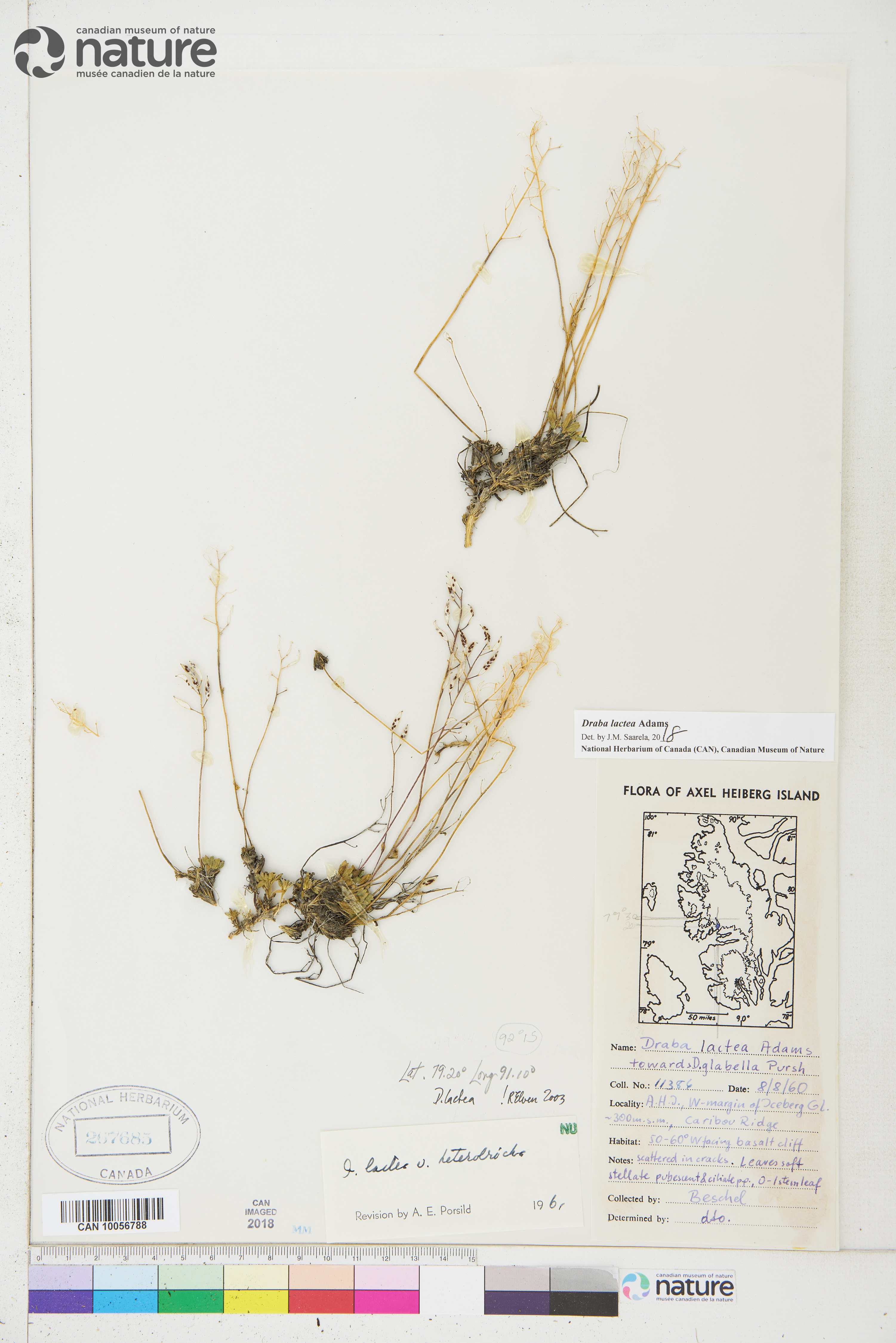 Draba lactea image