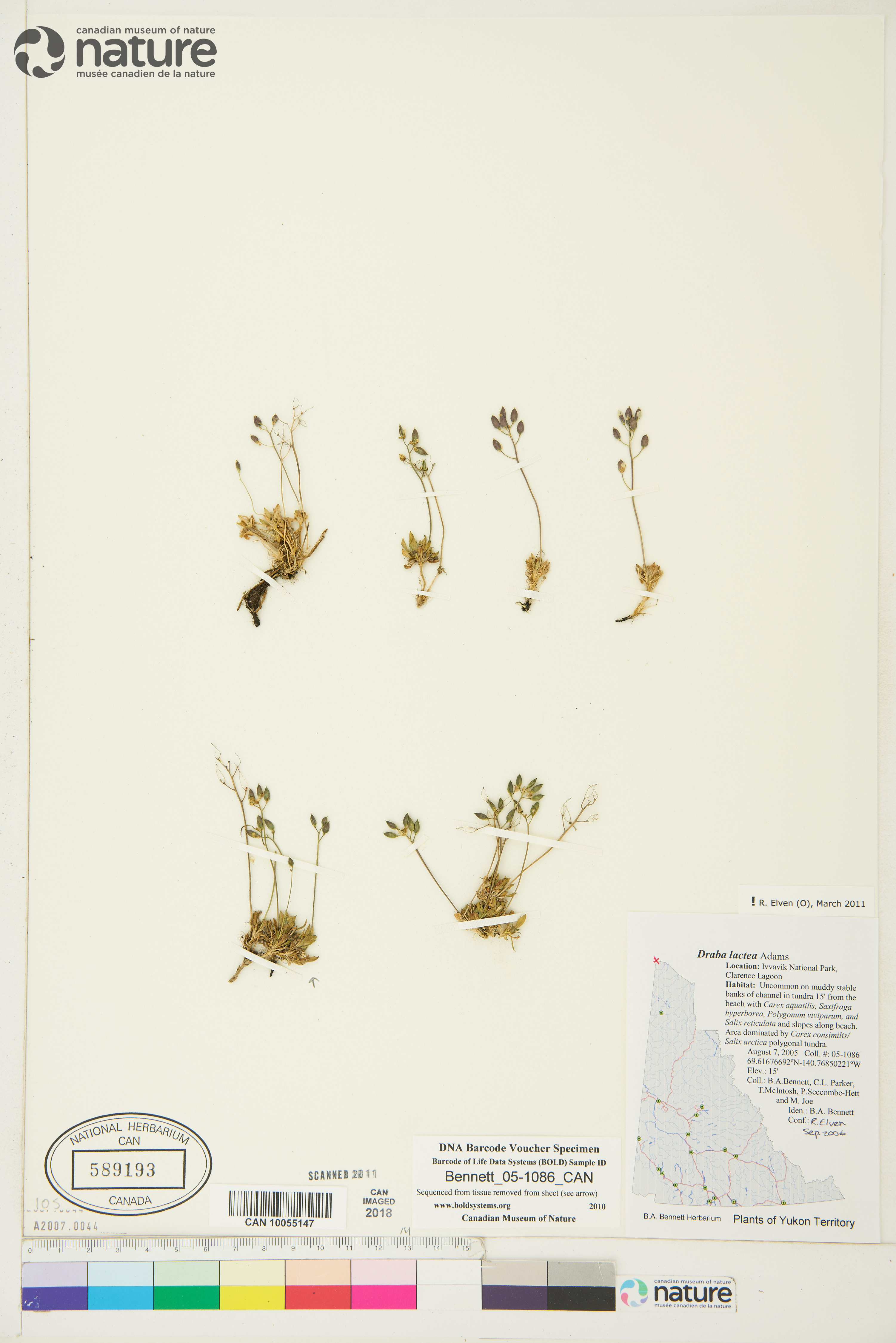 Draba lactea image