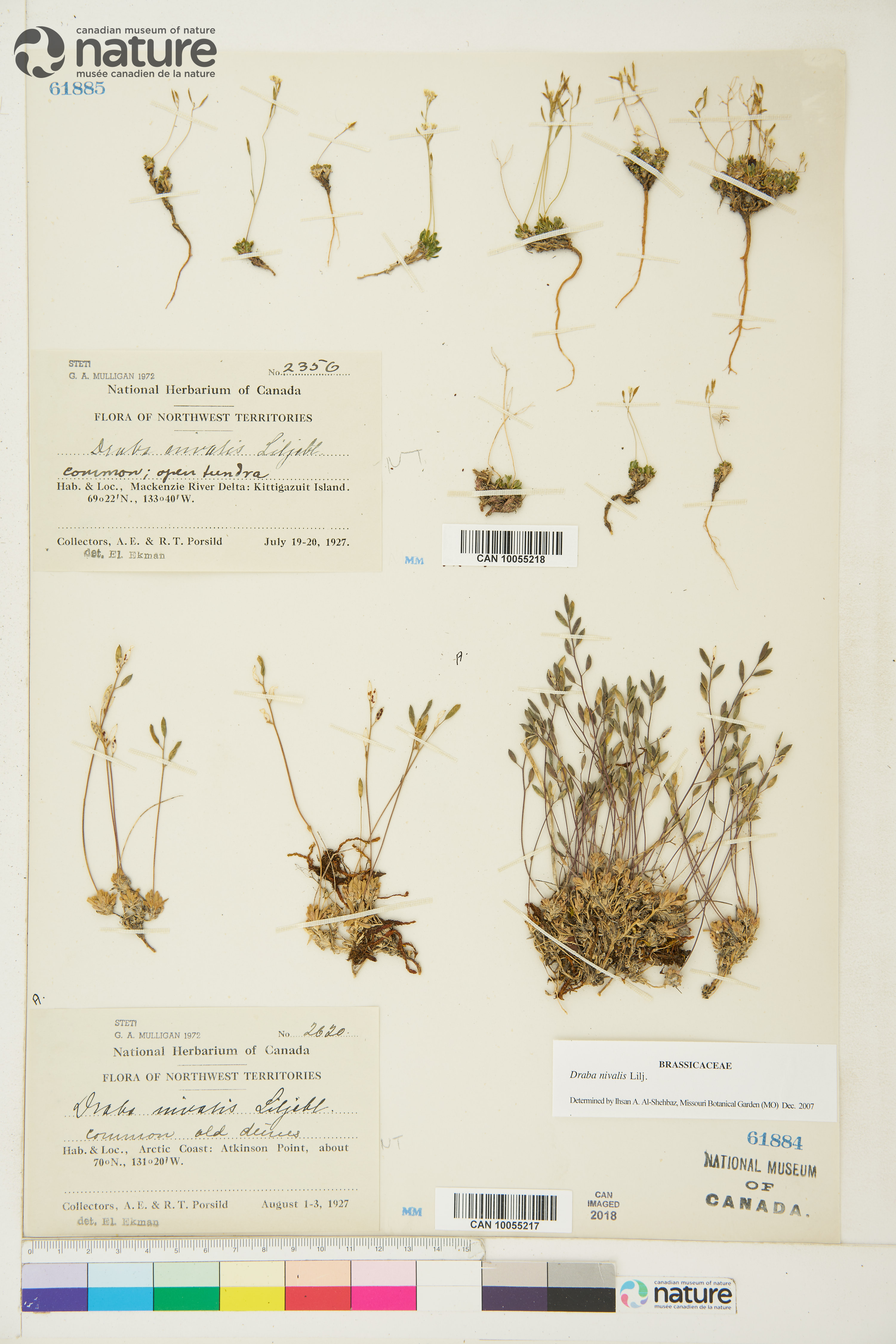 Draba nivalis image