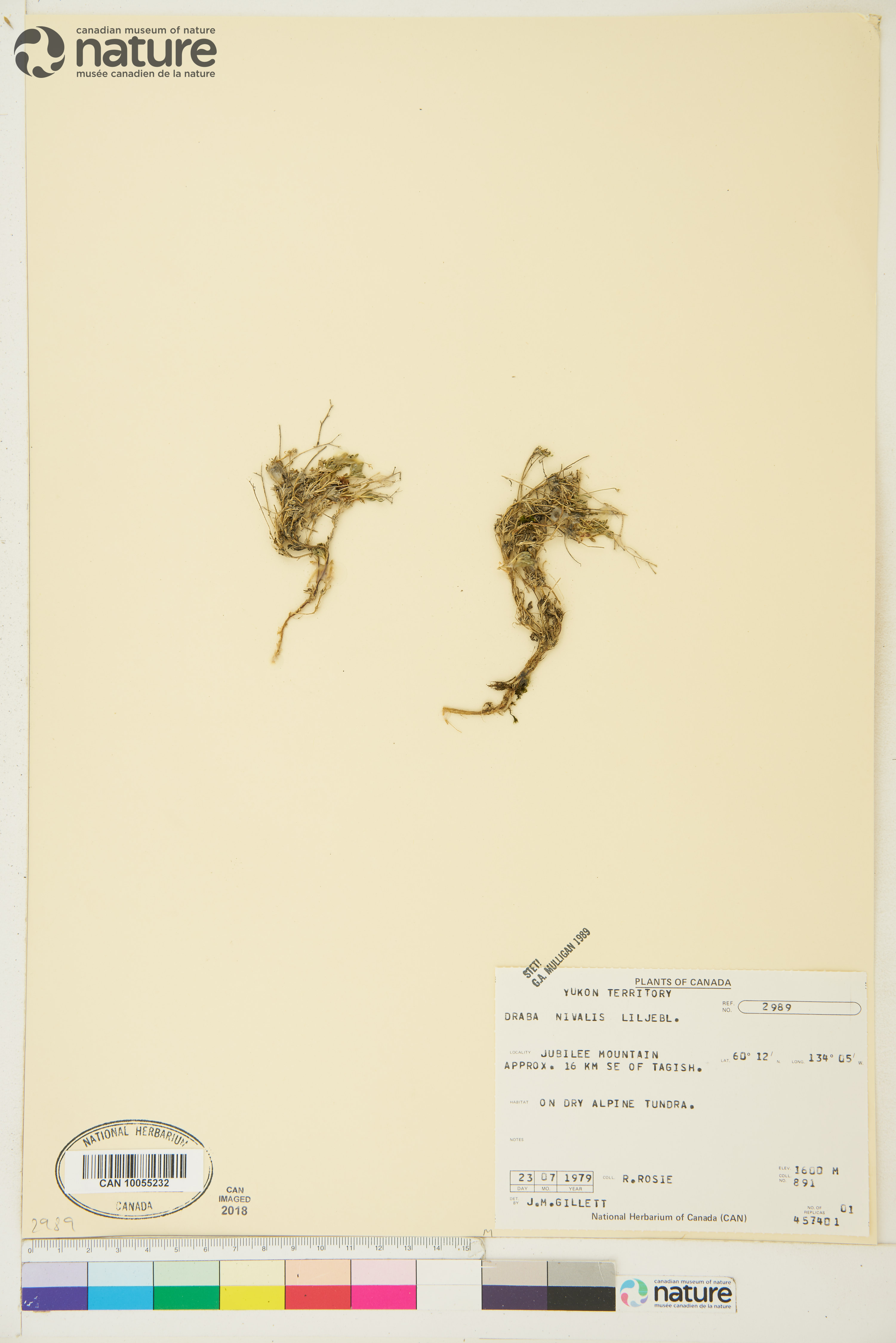 Draba nivalis image