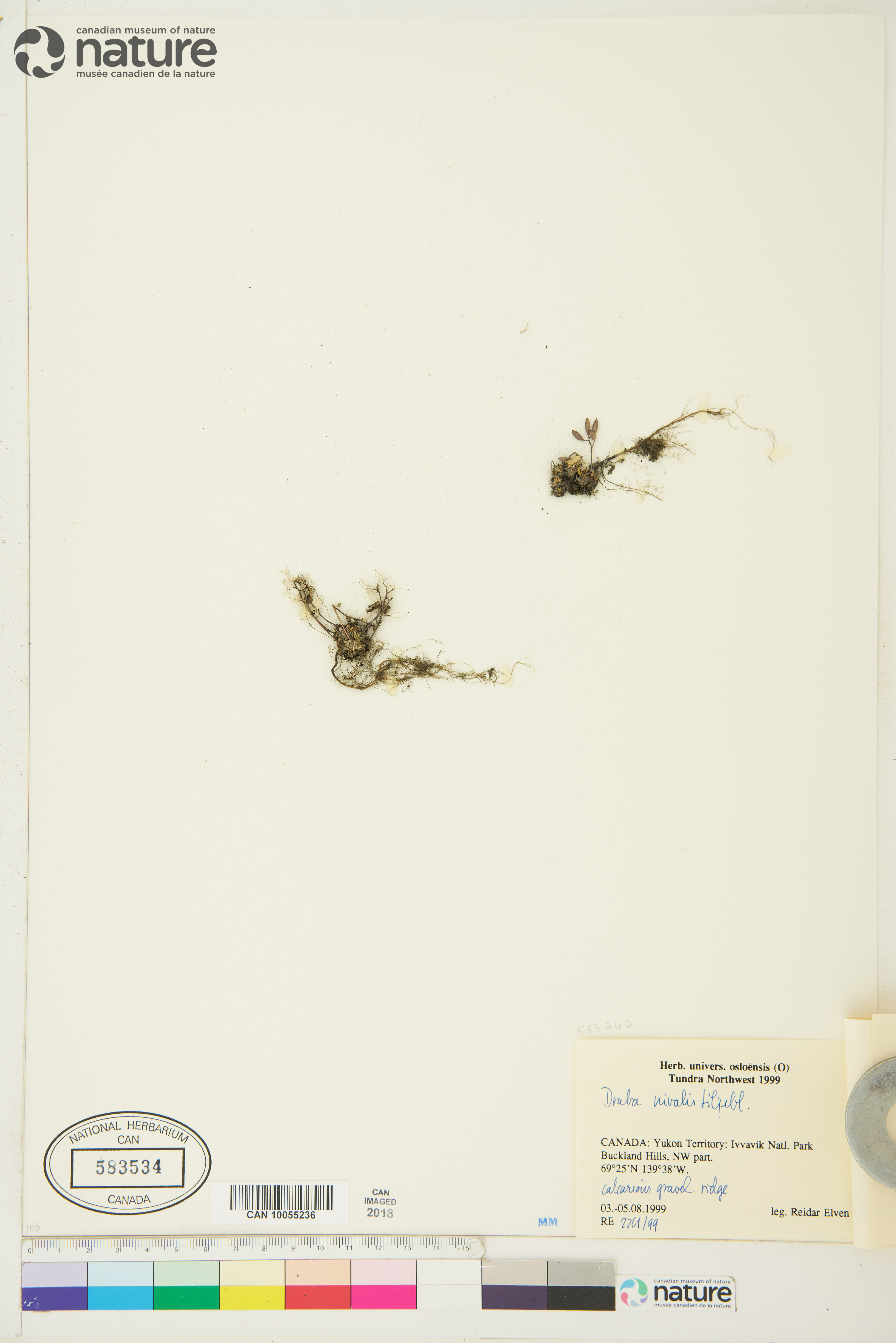 Draba nivalis image