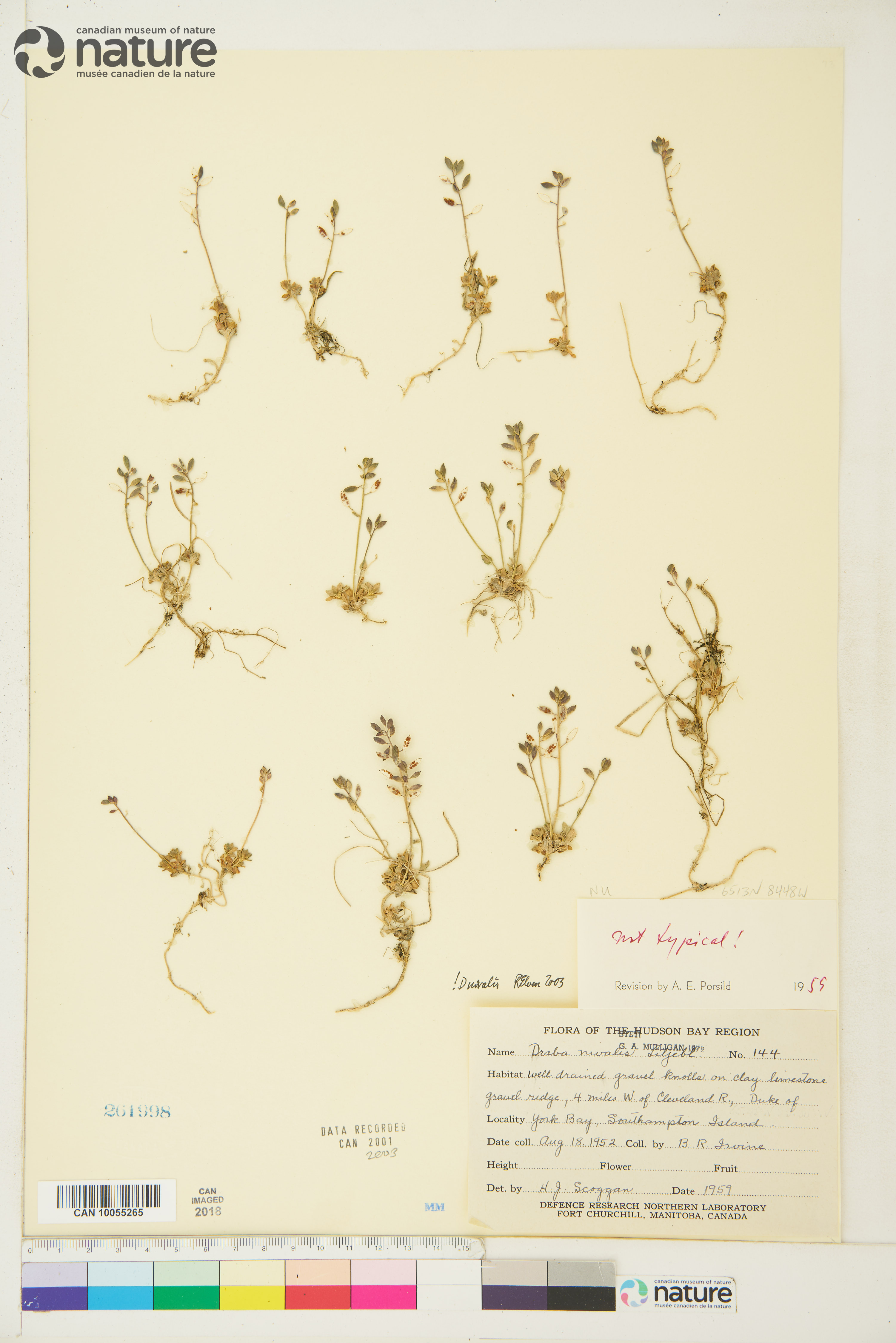 Draba nivalis image
