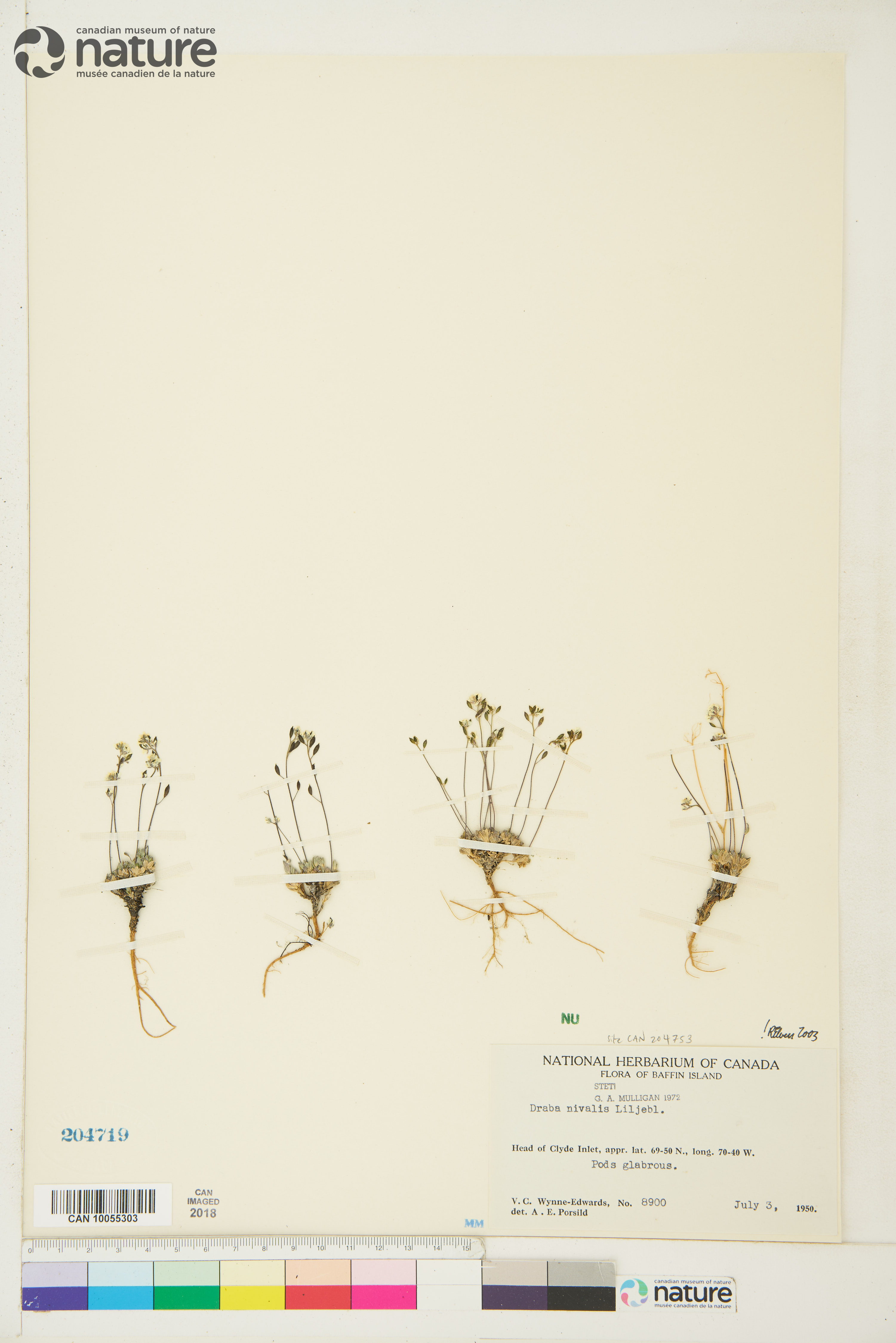 Draba nivalis image
