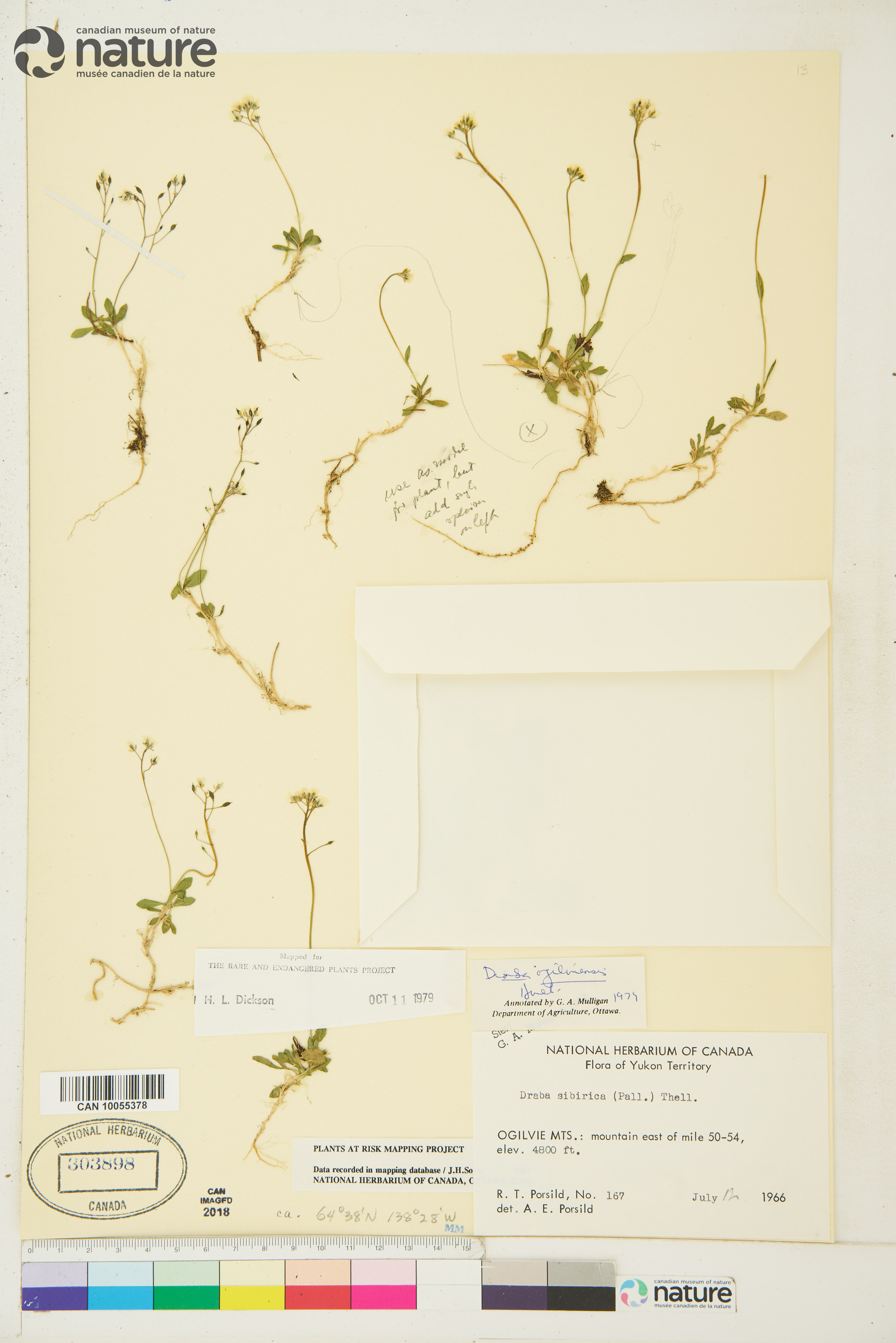 Draba ogilviensis image