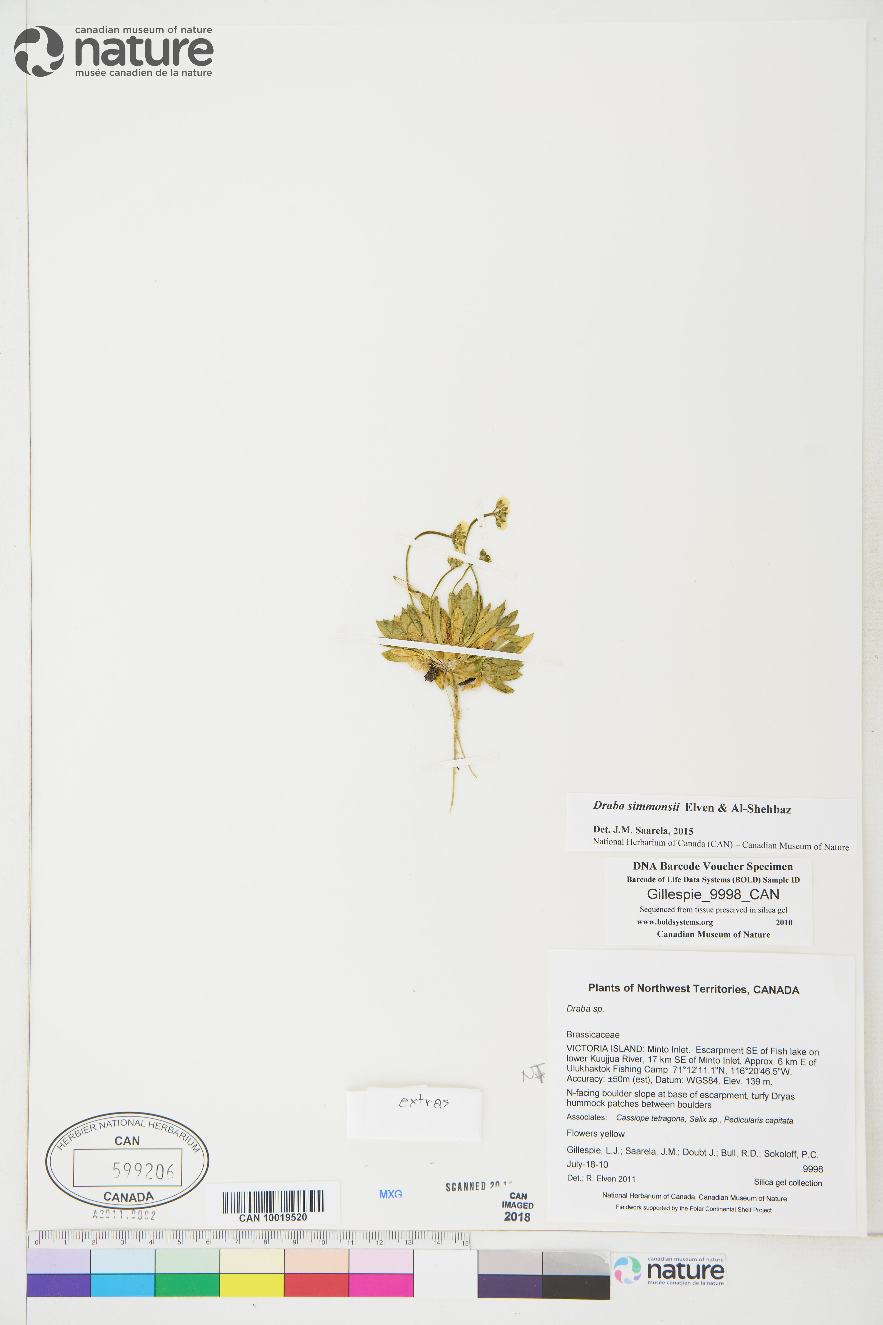 Draba simmonsii image
