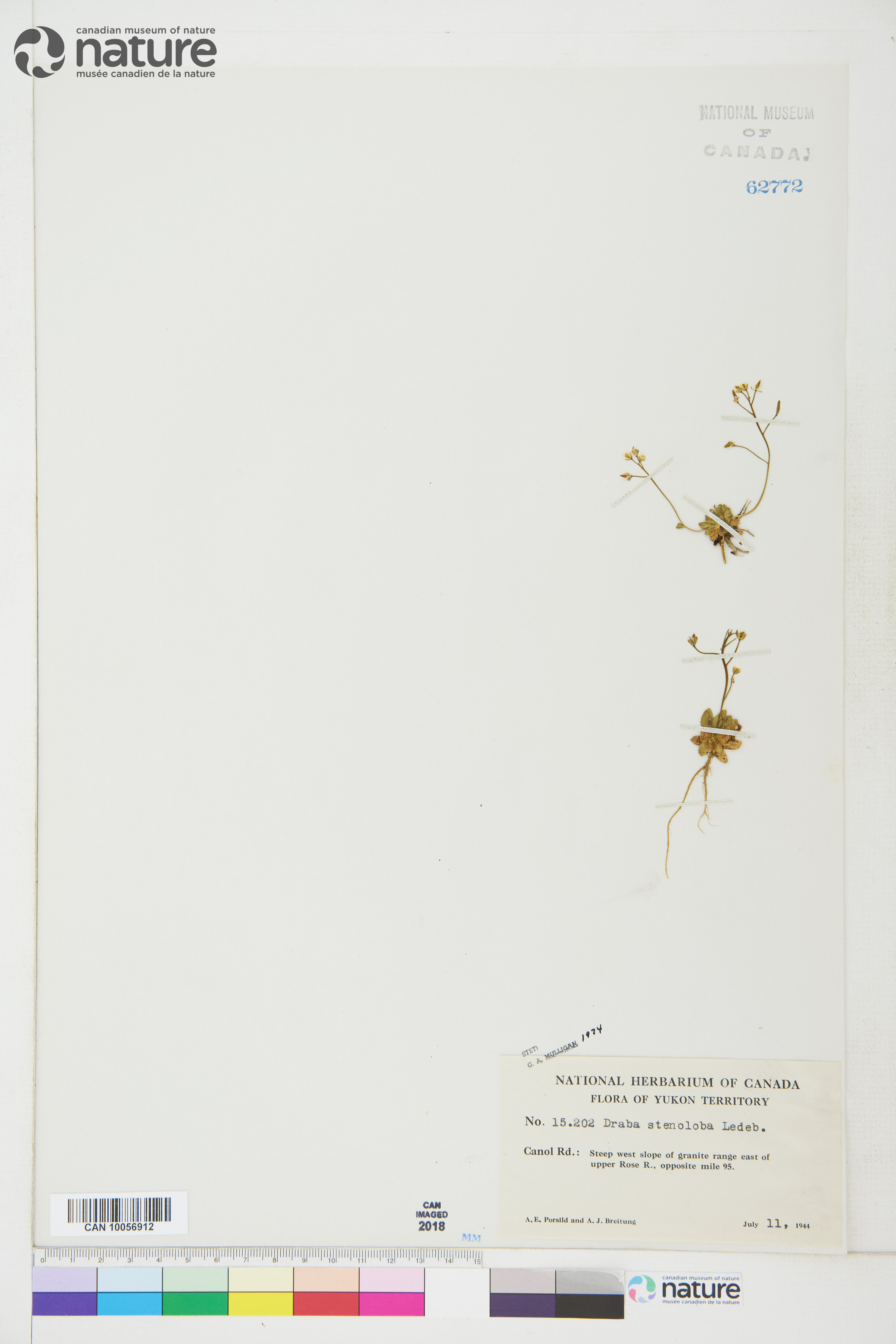 Draba stenoloba image