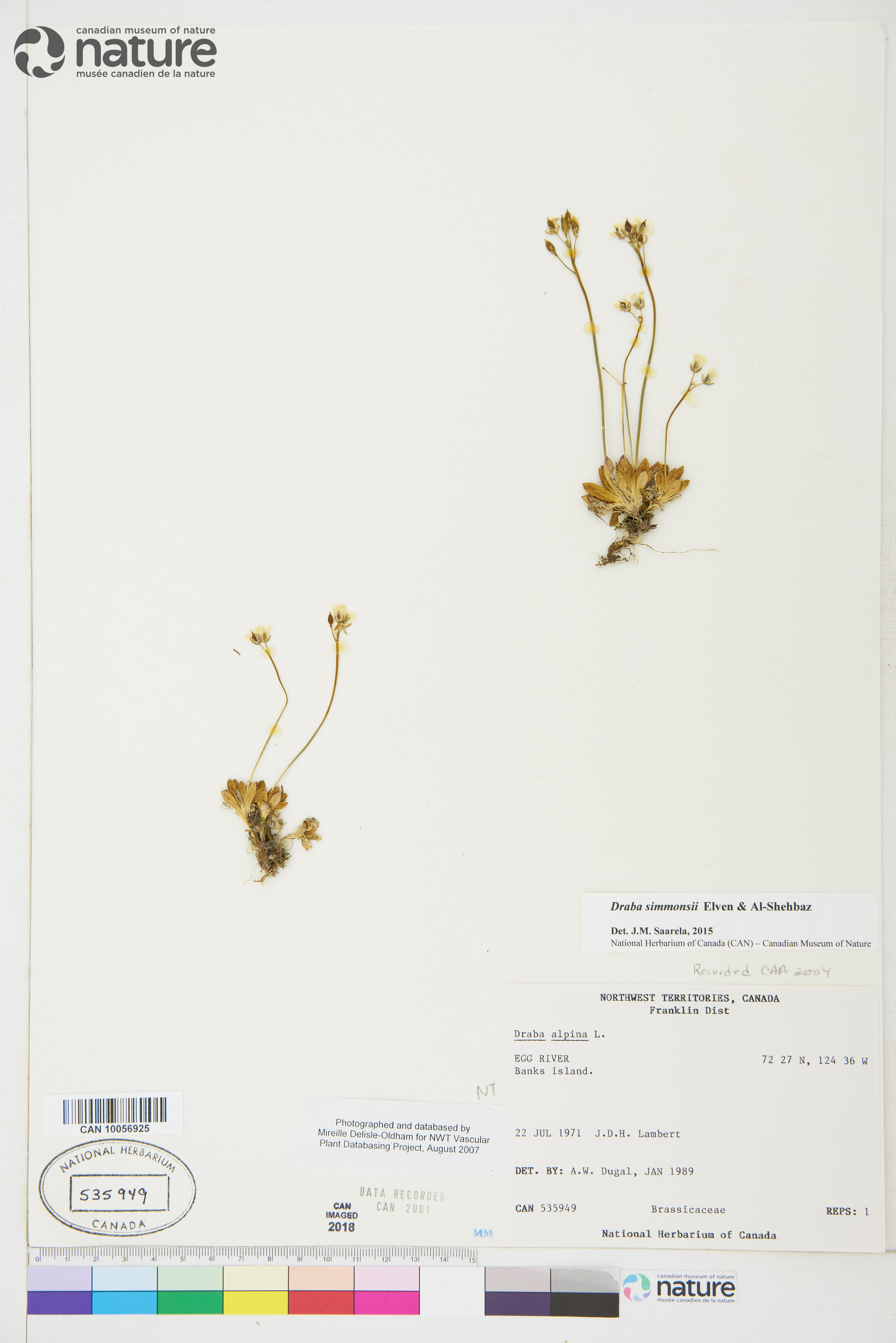 Draba simmonsii image