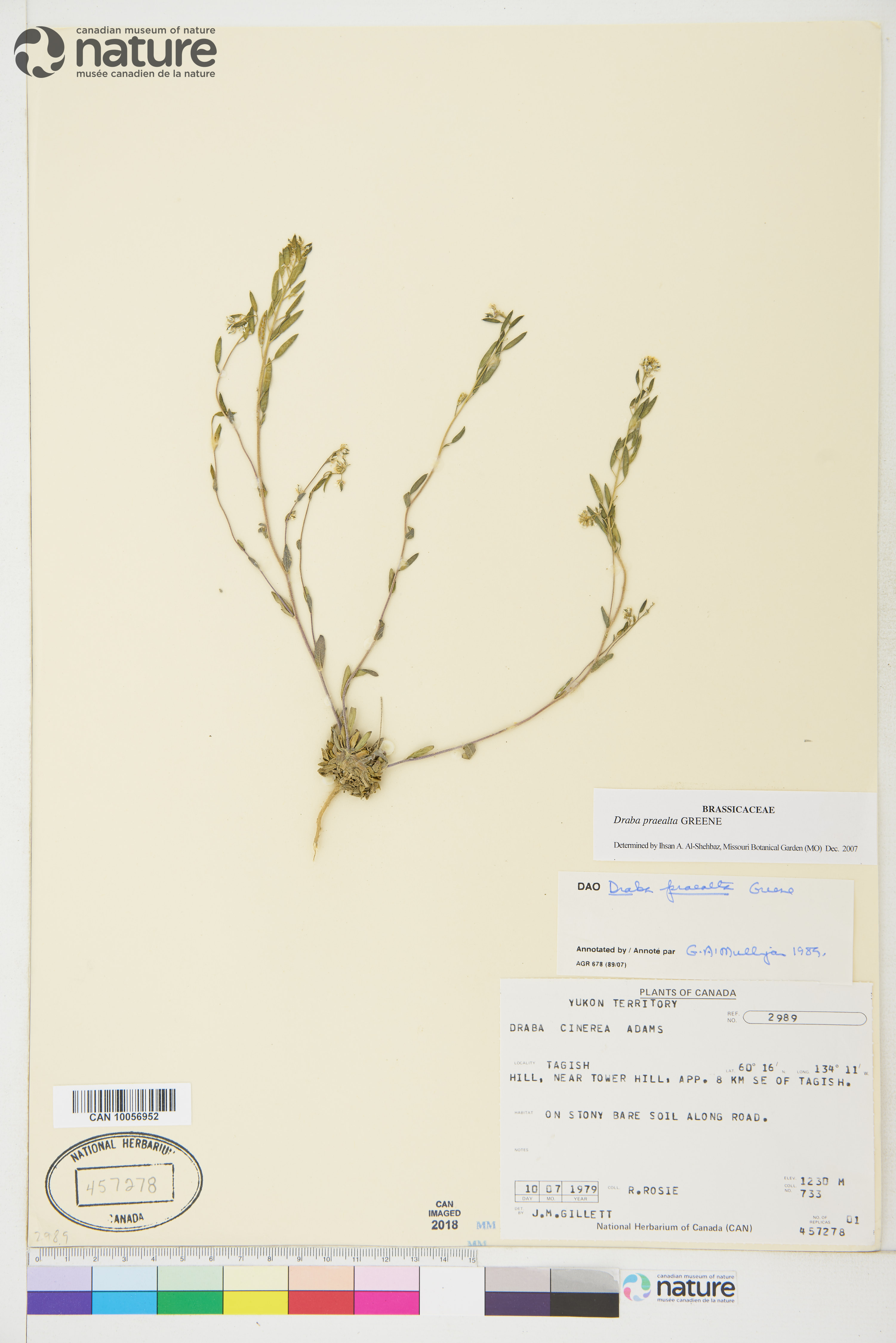 Draba praealta image