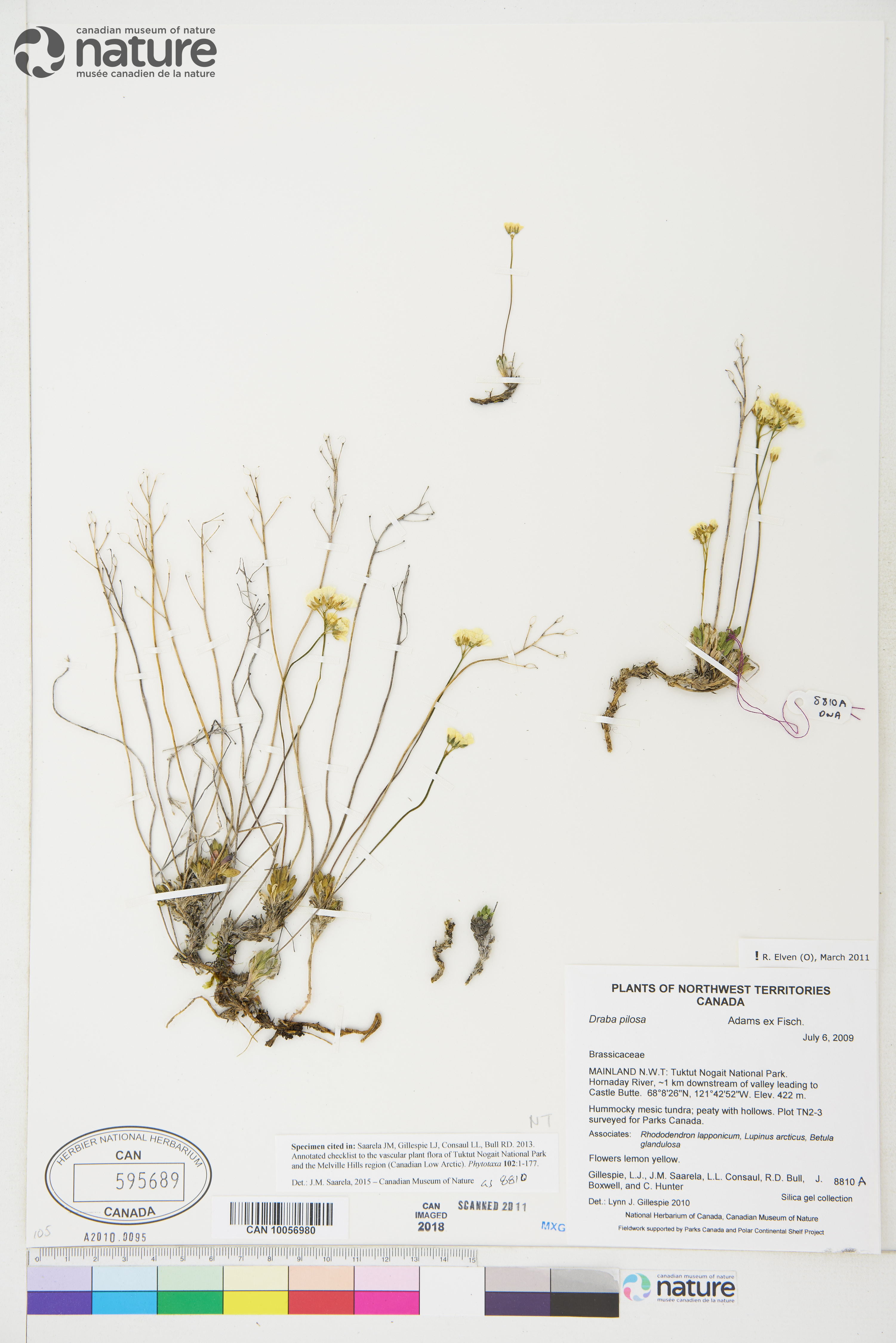 Draba pilosa image