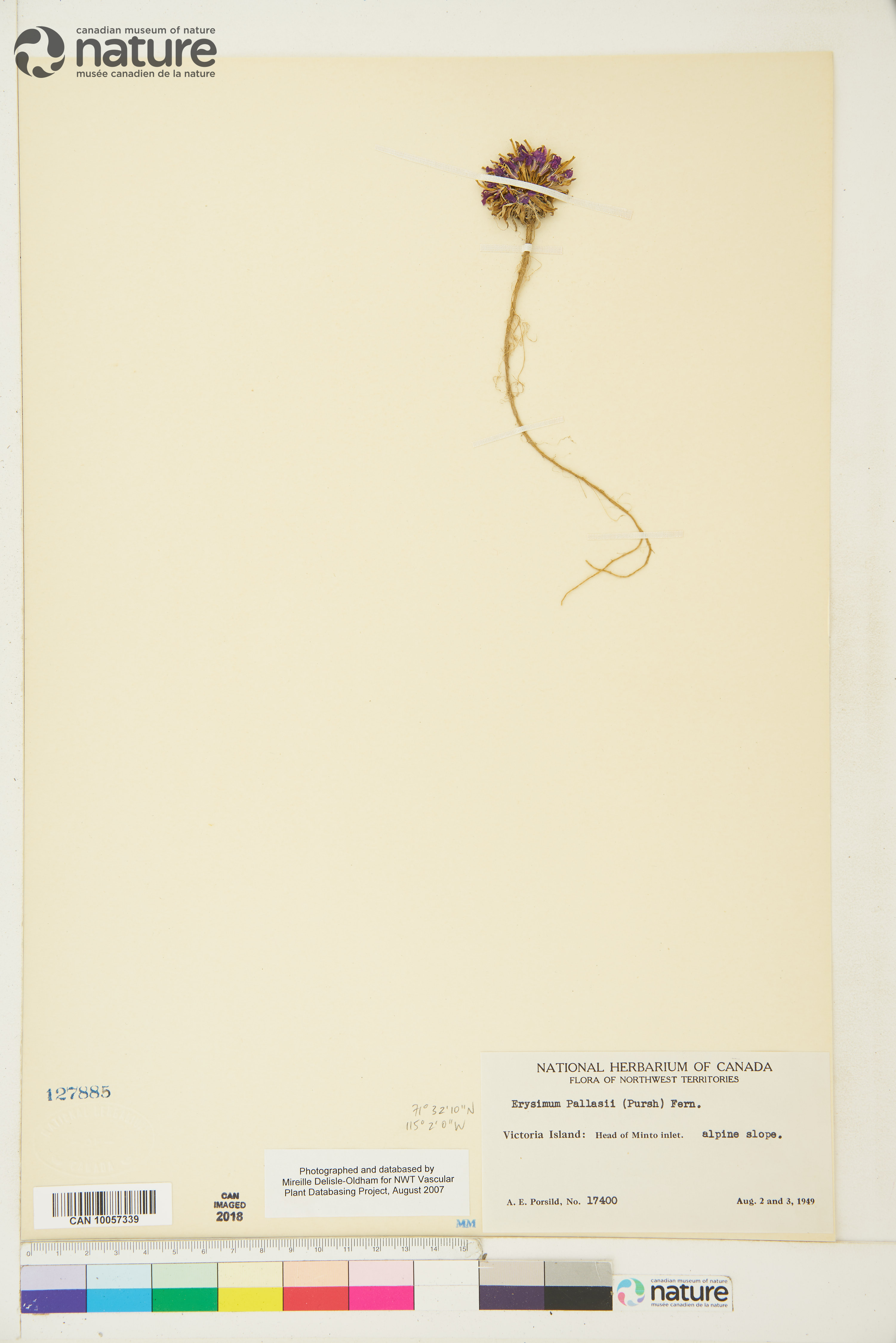 Erysimum pallasii image