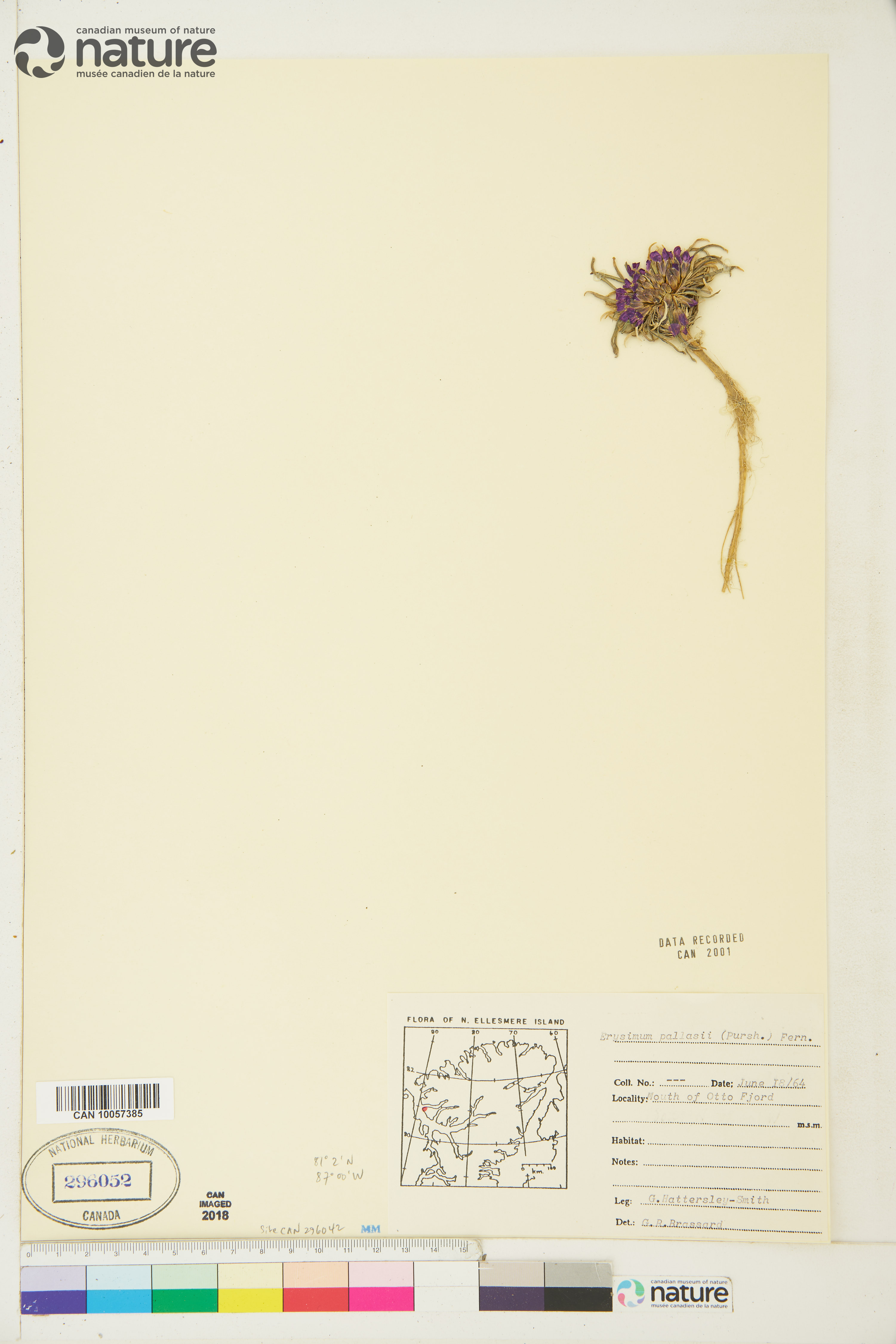 Erysimum pallasii image