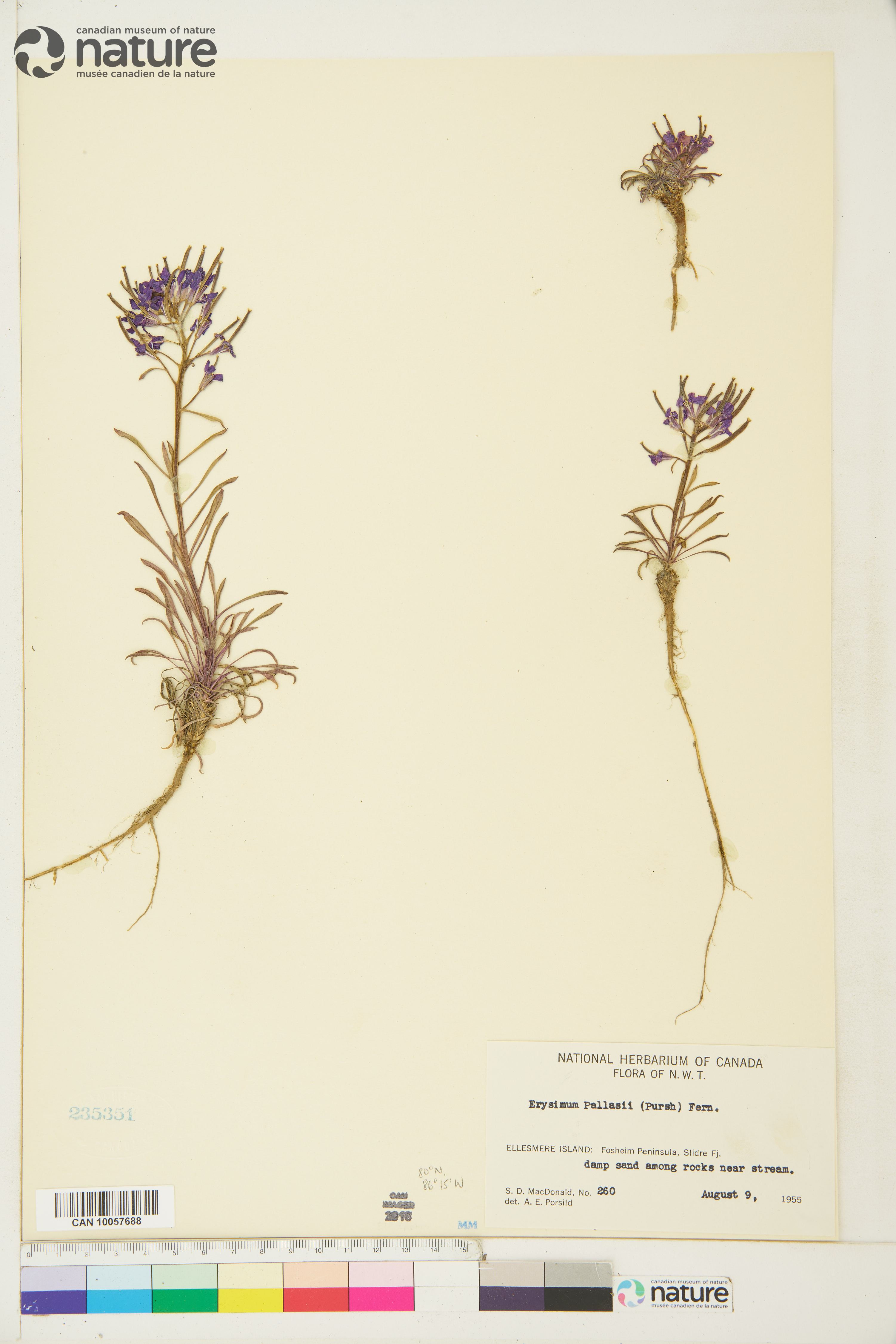 Erysimum pallasii image