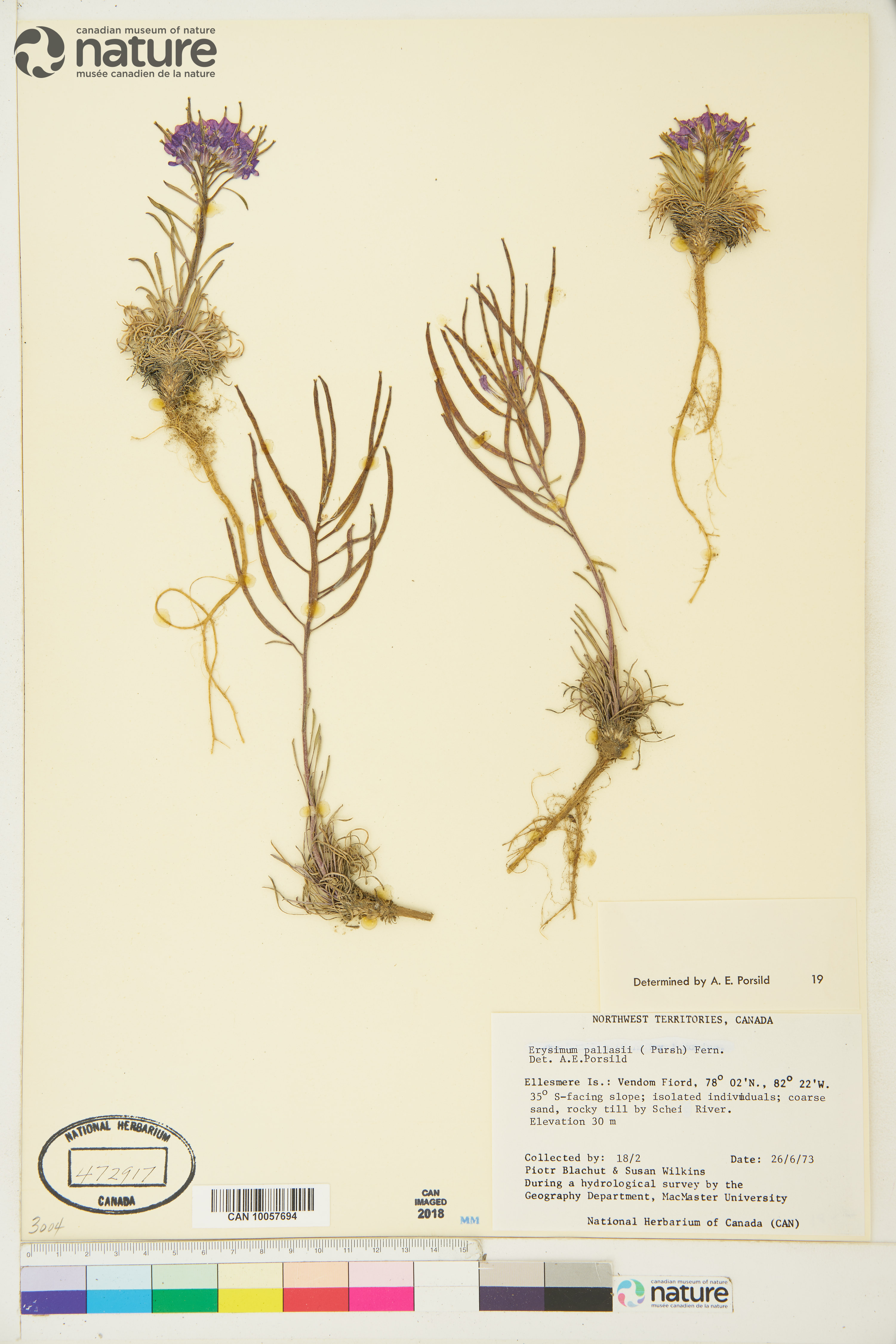 Erysimum pallasii image
