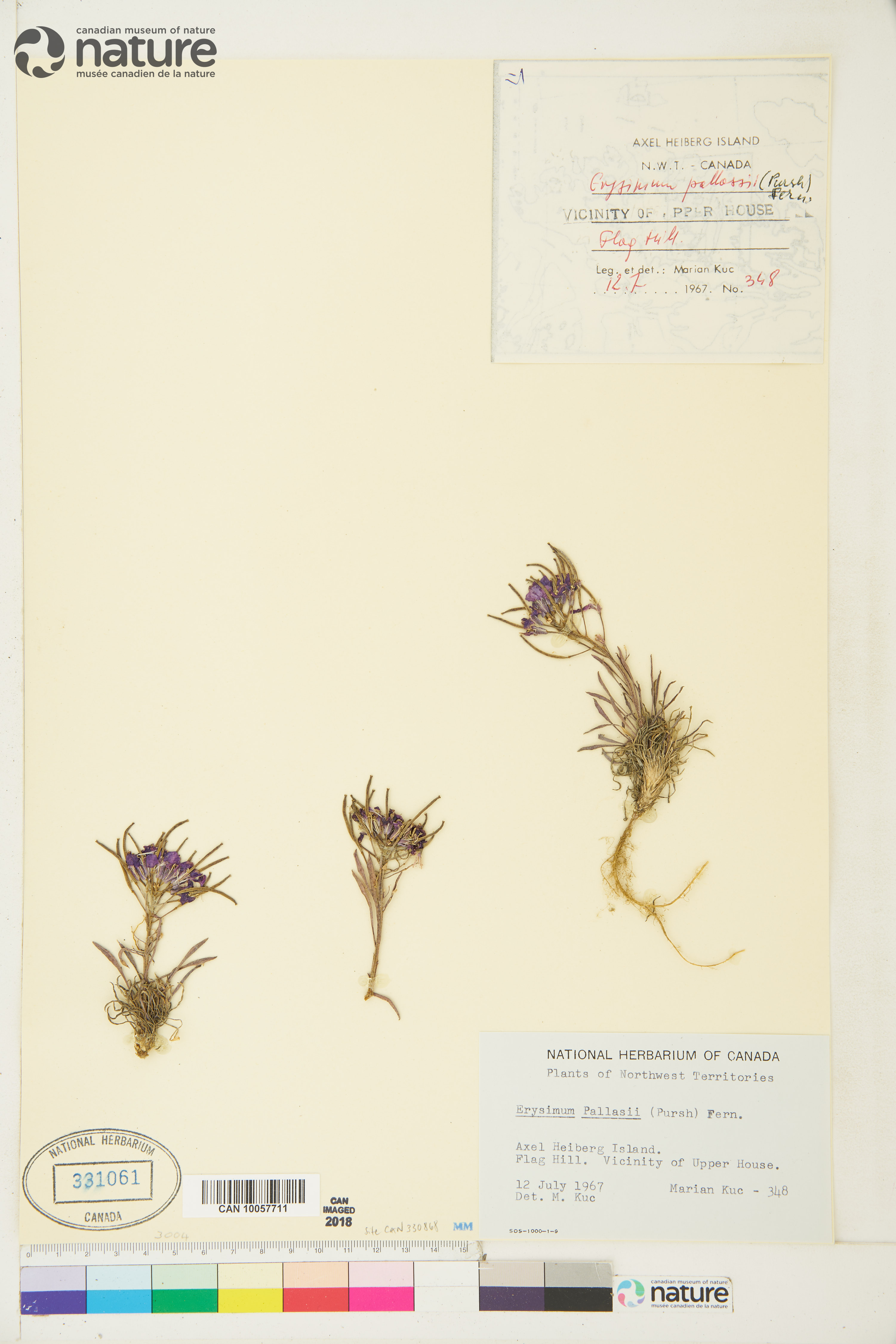 Erysimum pallasii image