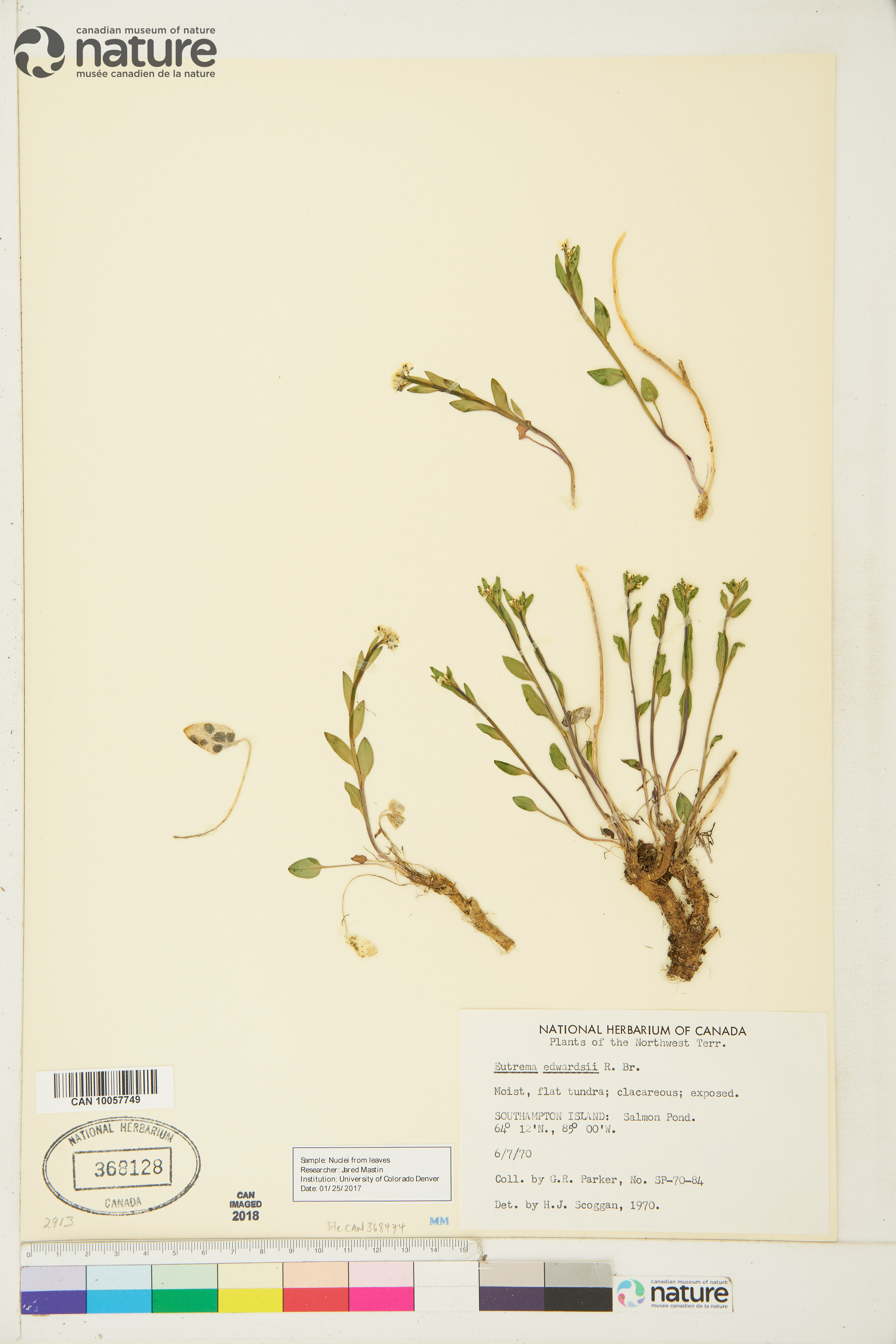 Eutrema edwardsii image