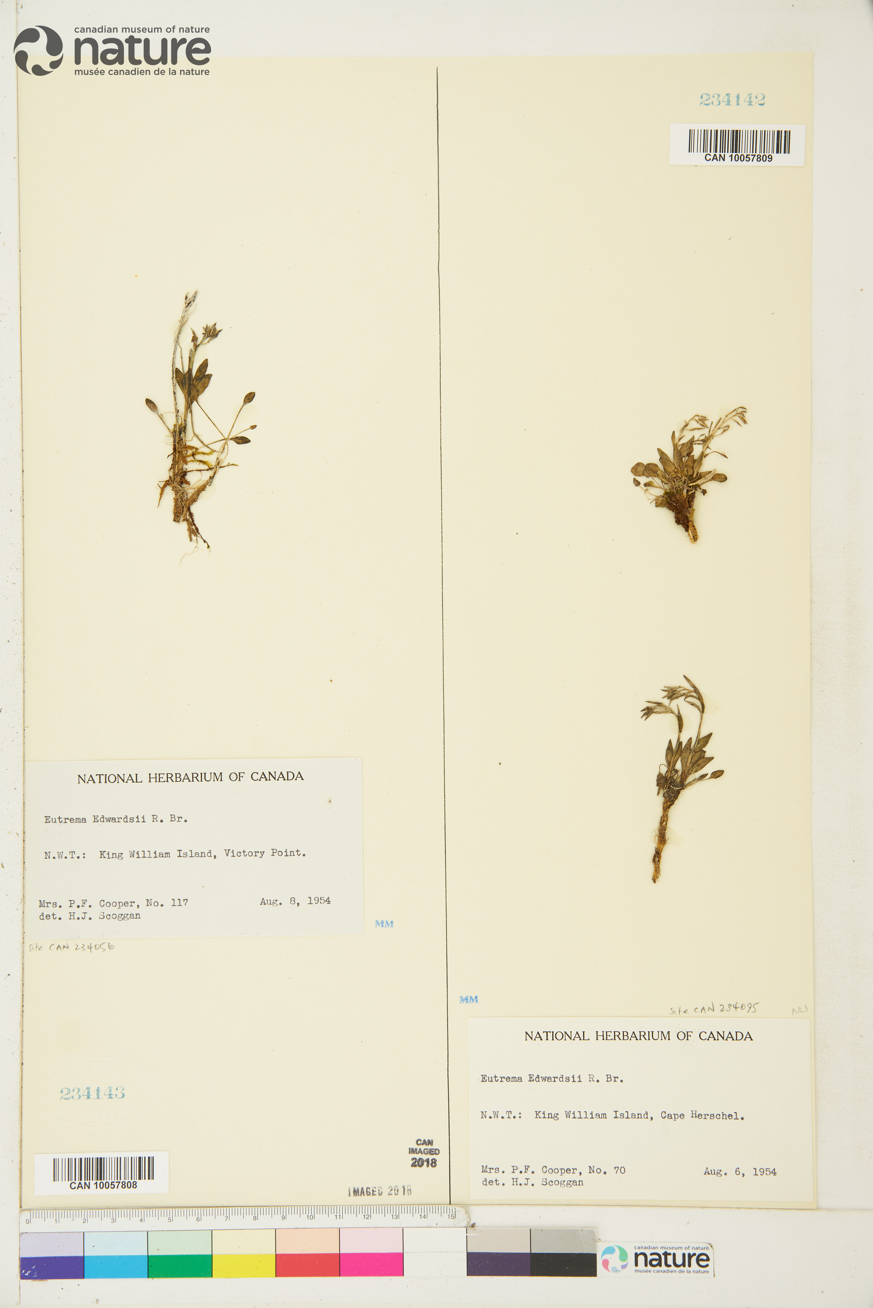Eutrema edwardsii image