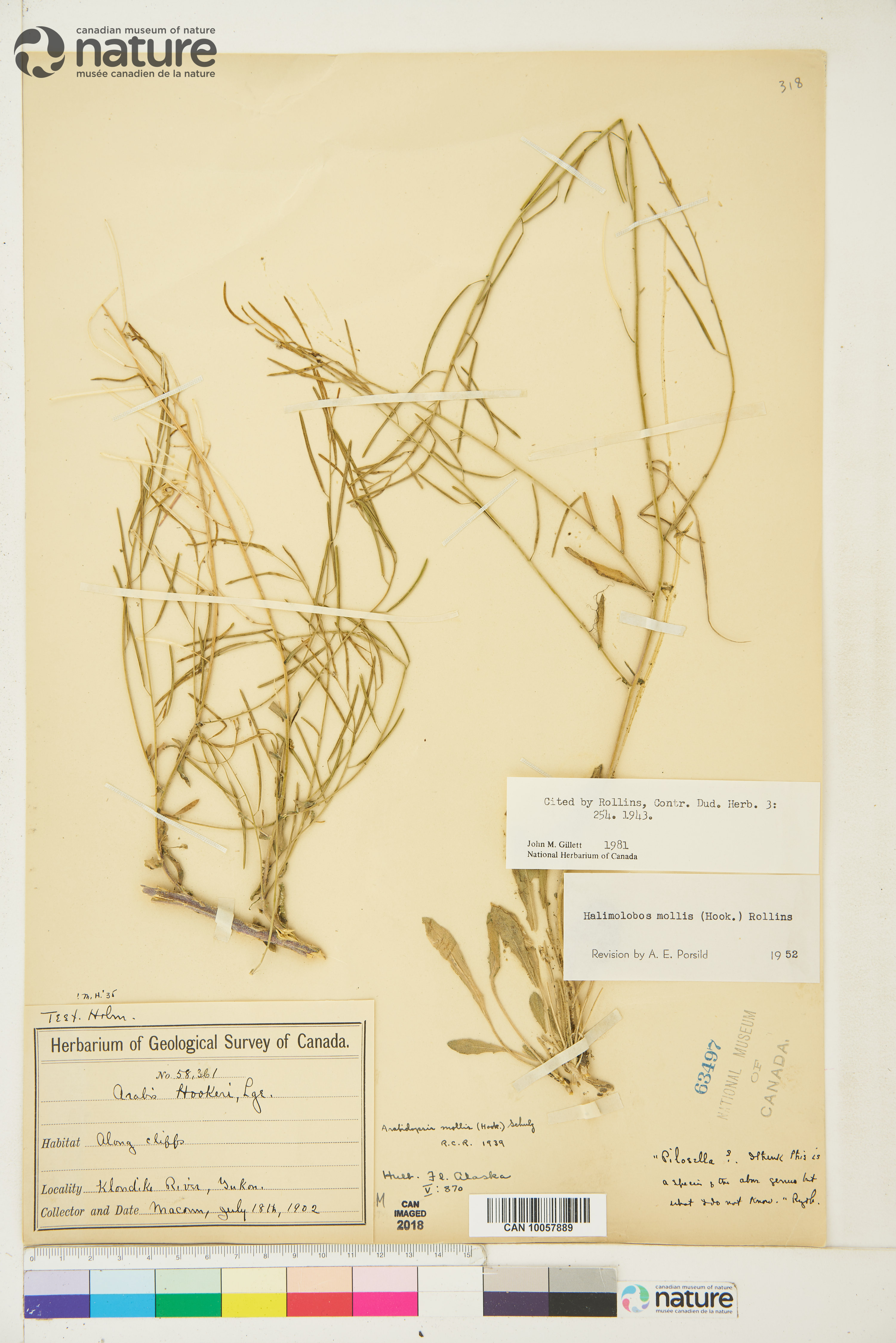 Halimolobos mollis image